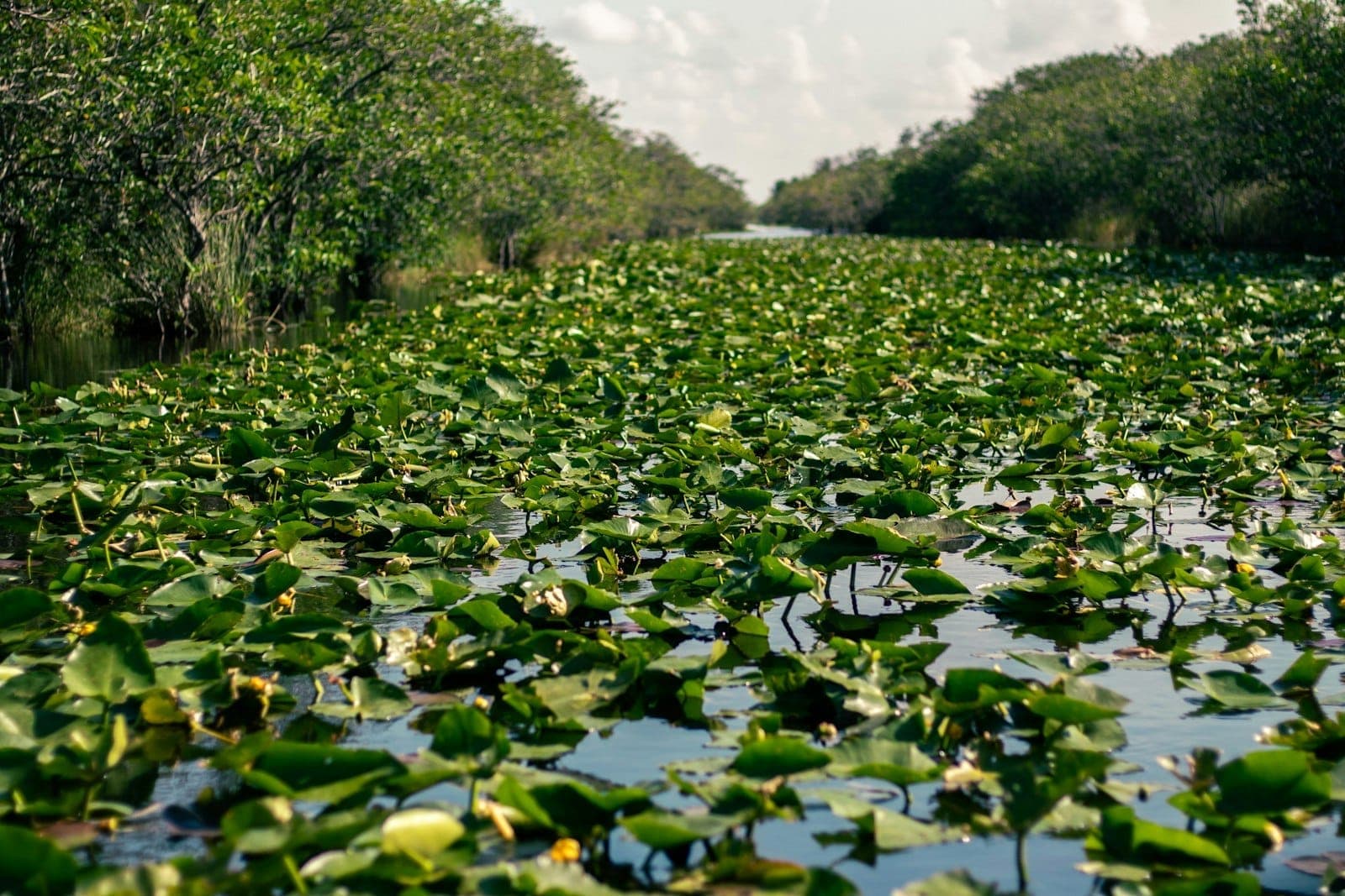 Une voie d'eau couverte de nénuphars et bordée d'une dense végétation verte des Everglades sous un ciel partiellement nuageux.