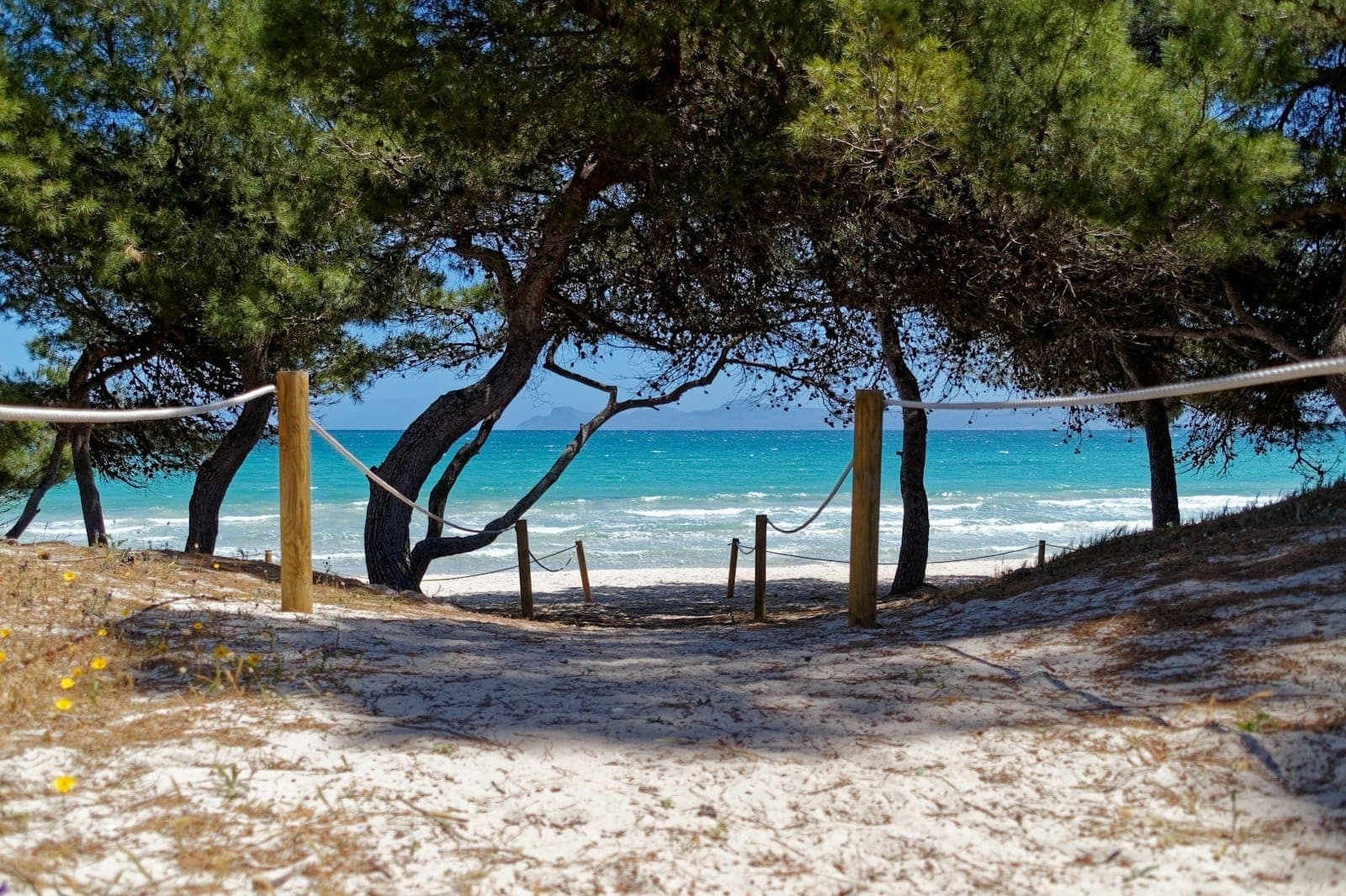 Sandiger Weg durch Kiefern, der zu einem türkisfarbenen Strand mit sanften Wellen an der Küste Mallorcas führt, unter einem strahlend blauen Himmel.