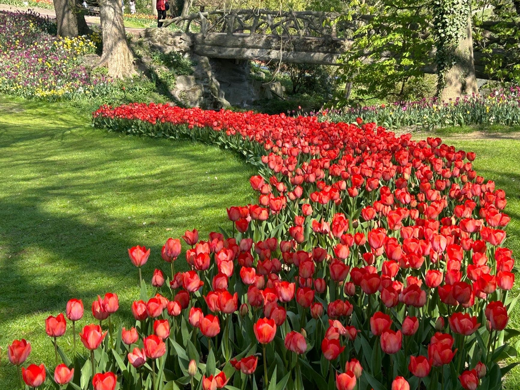 Geschwungenes Beet mit leuchtend roten Tulpen in einem grünen Park mit Bäumen und einer Steinbrücke, das den Frühling in den Niederlanden andeutet.