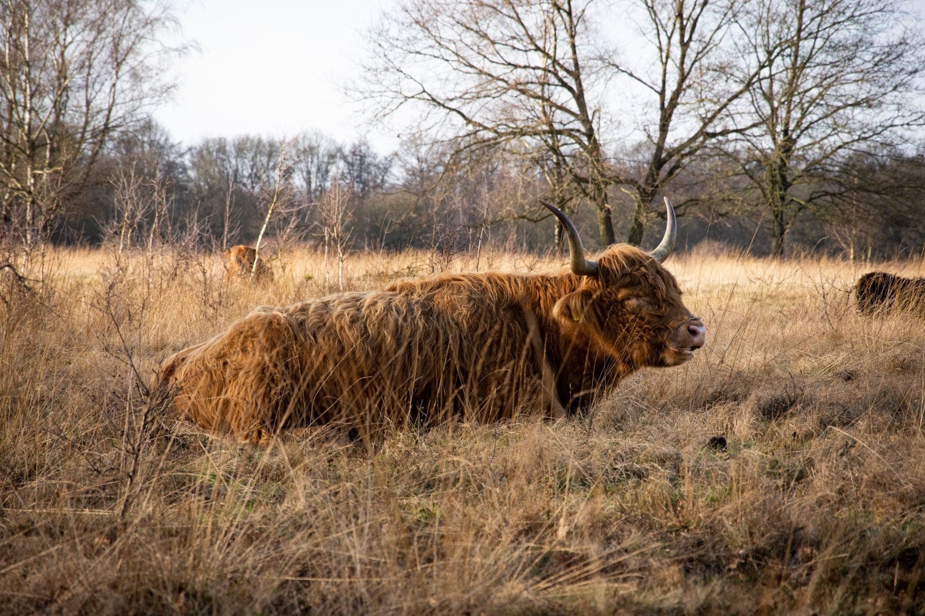 Ein Hochlandrind mit zottigem braunem Fell ruht im goldenen Gras des Amsterdamse Bos, umgeben von kahlen Winterbäumen.