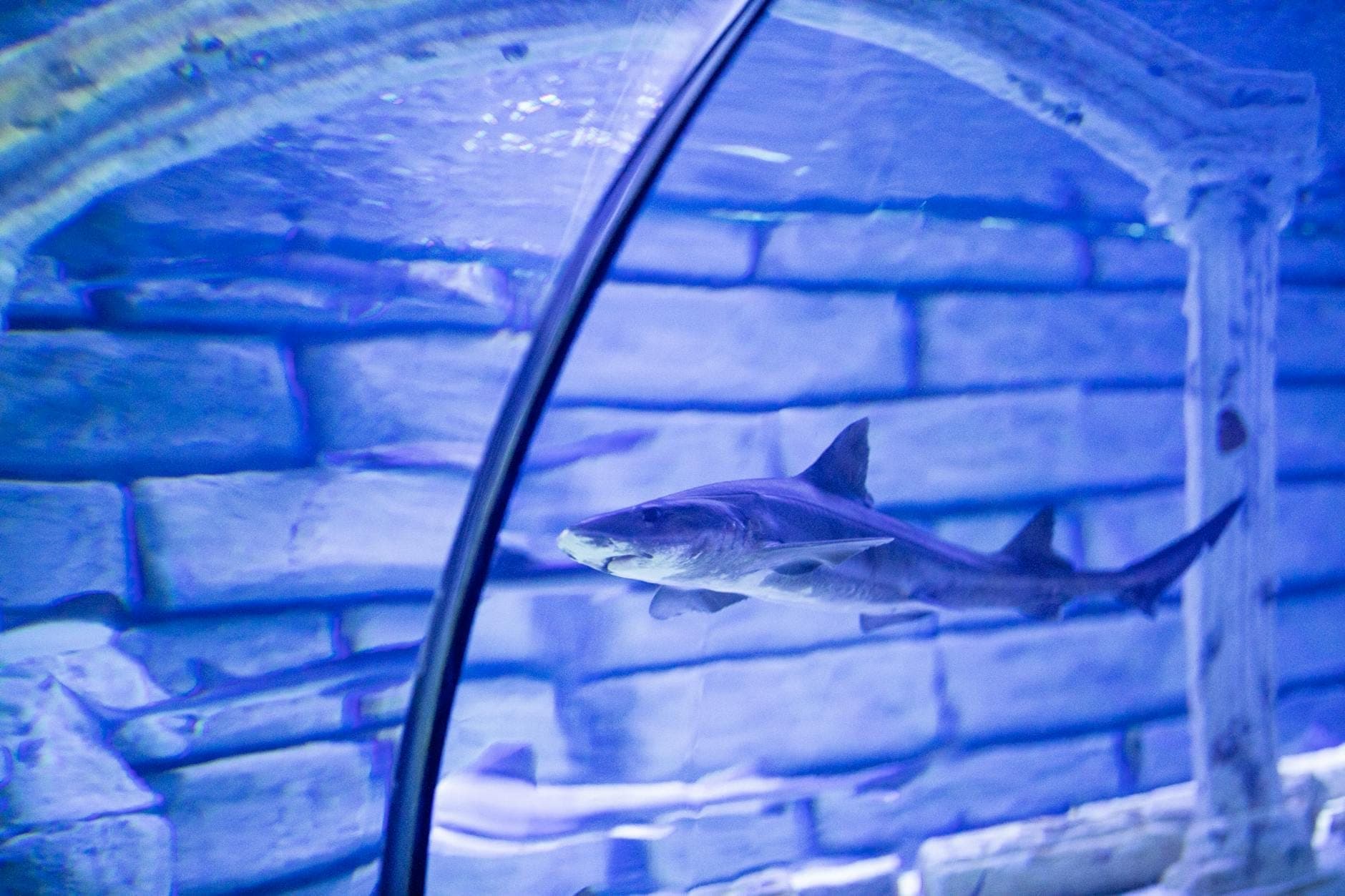 Ein Hai schwimmt durch einen hell erleuchteten Unterwassertunnel mit bläulichen Steinwänden – ein beeindruckendes Erlebnis im Aquariumtunnel.