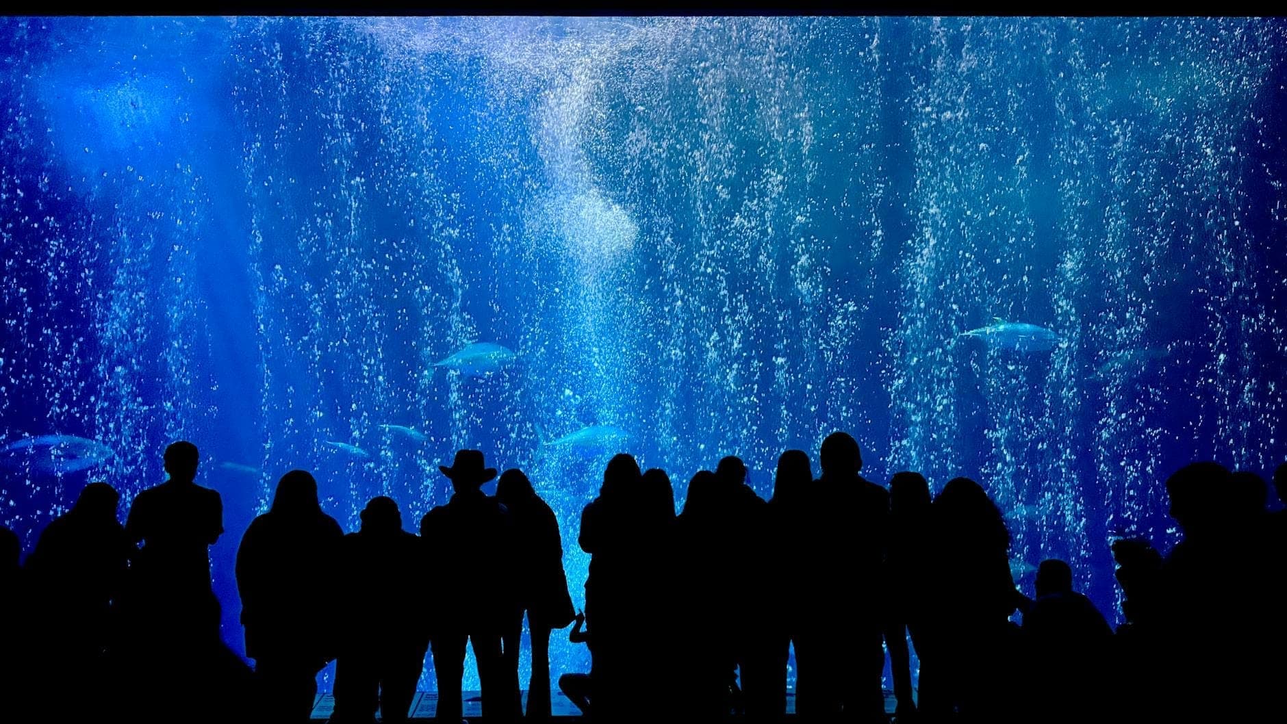Silhouetted crowd of visitors watching large fish swimming behind glass in a vibrant, blue-lit aquarium exhibit.