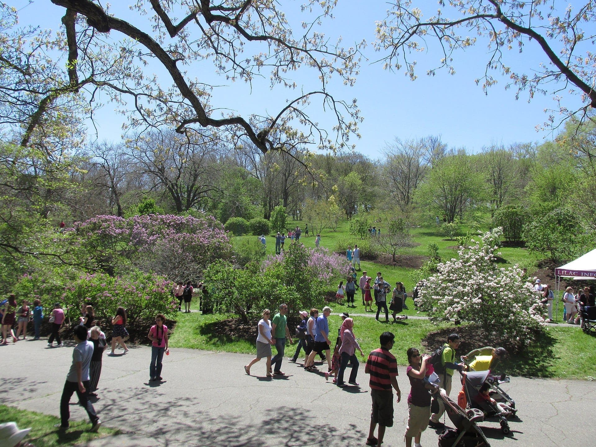 Des visiteurs se promènent sur des allées pavées entourées de lilas en fleur et d'arbres verts par une journée ensoleillée à l'Arnold Arboretum de Boston.