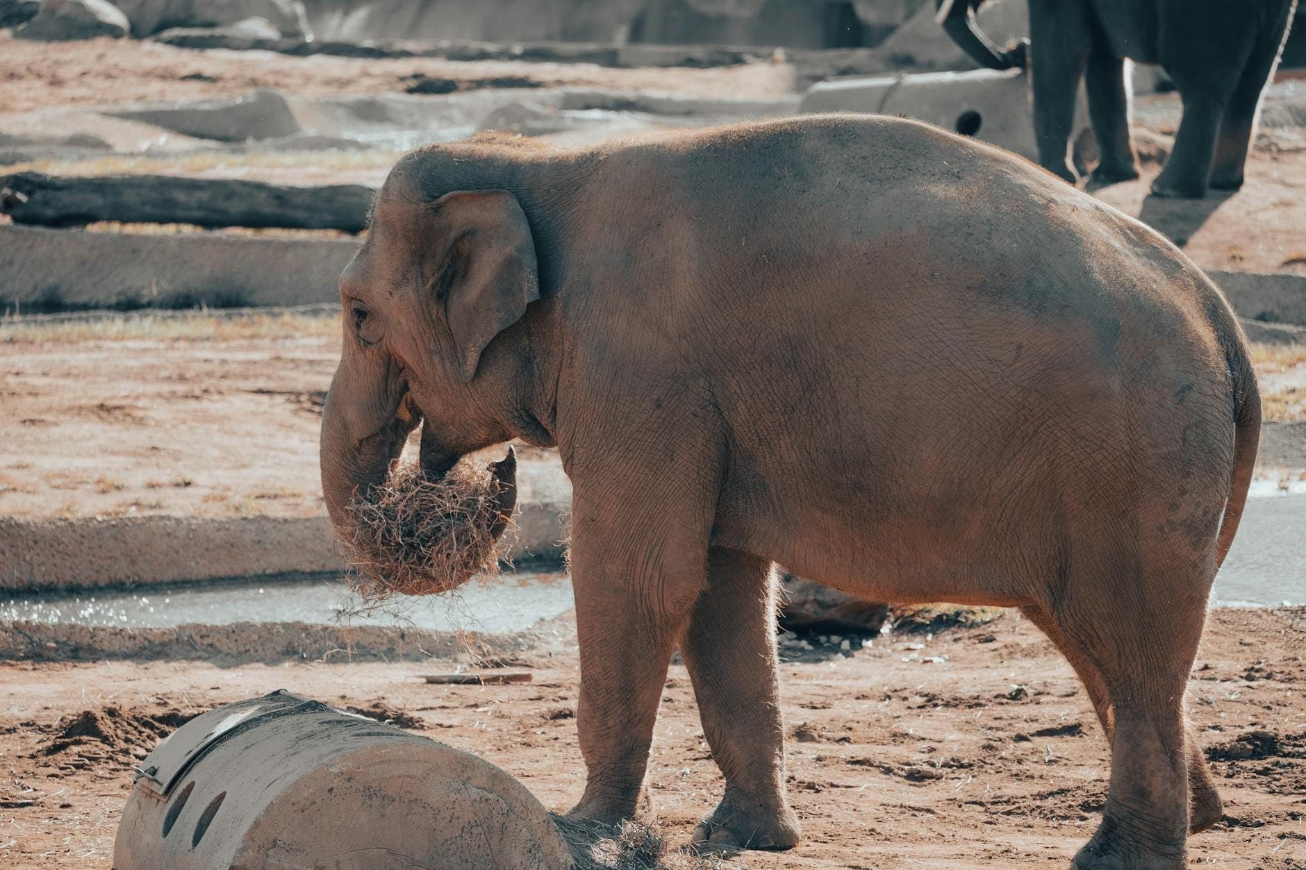 Asian elephant eating hay in a sandy outdoor enclosure at Audubon Zoo, with natural sunlight and another elephant in the background.