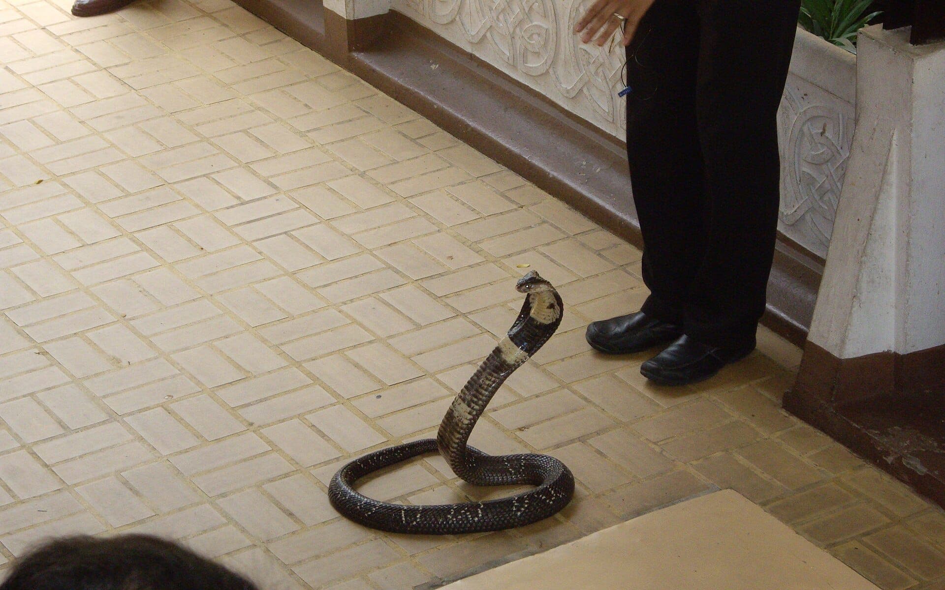 Демонстрация со змеями в Институте королевы Саовабхи (Змеиная ферма) в Бангкоке