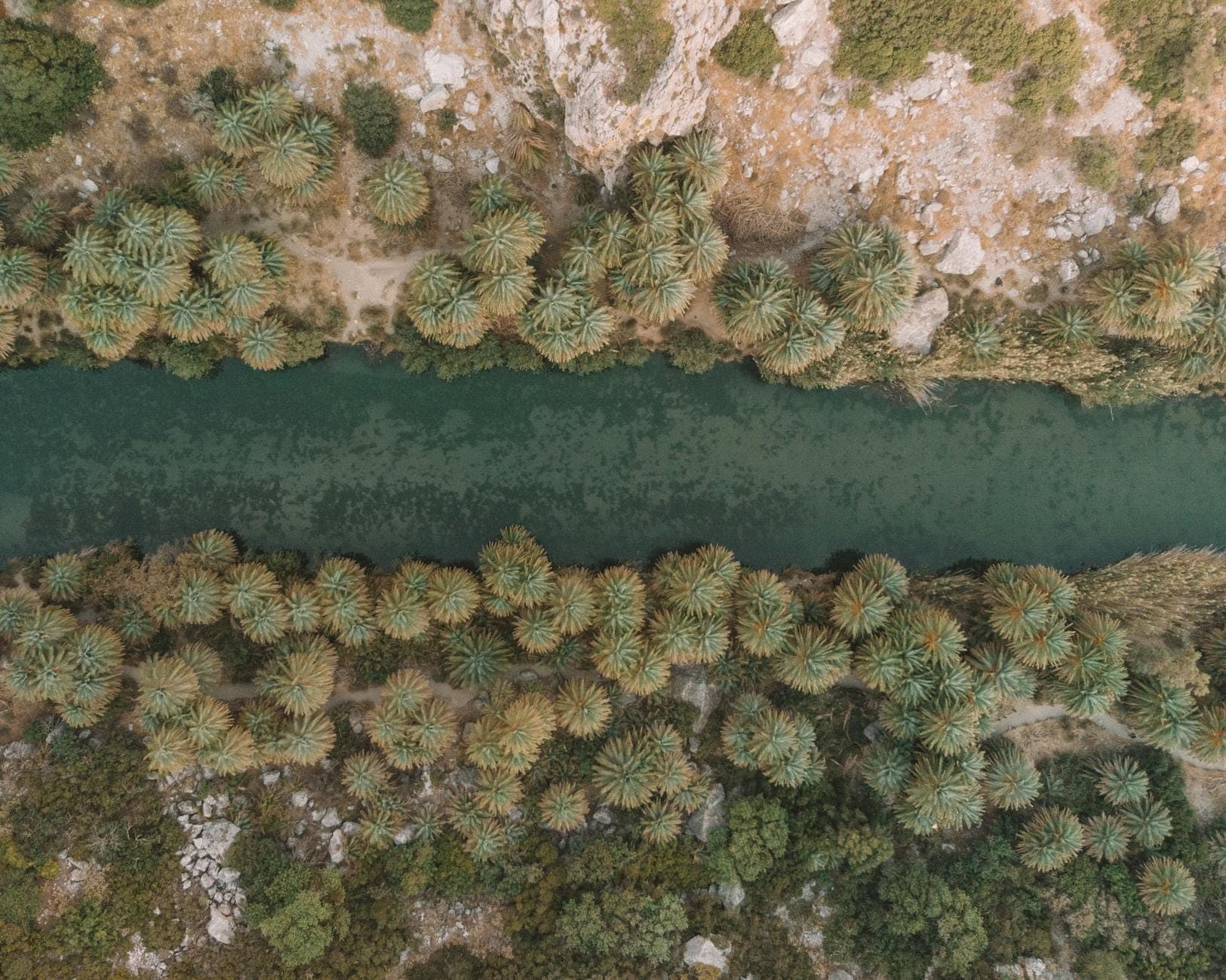 Vista aerea di una rigogliosa foresta di palme attraversata da un fiume verde e stretto, circondata da terreno roccioso, che evoca il paesaggio unico della Creta orientale.