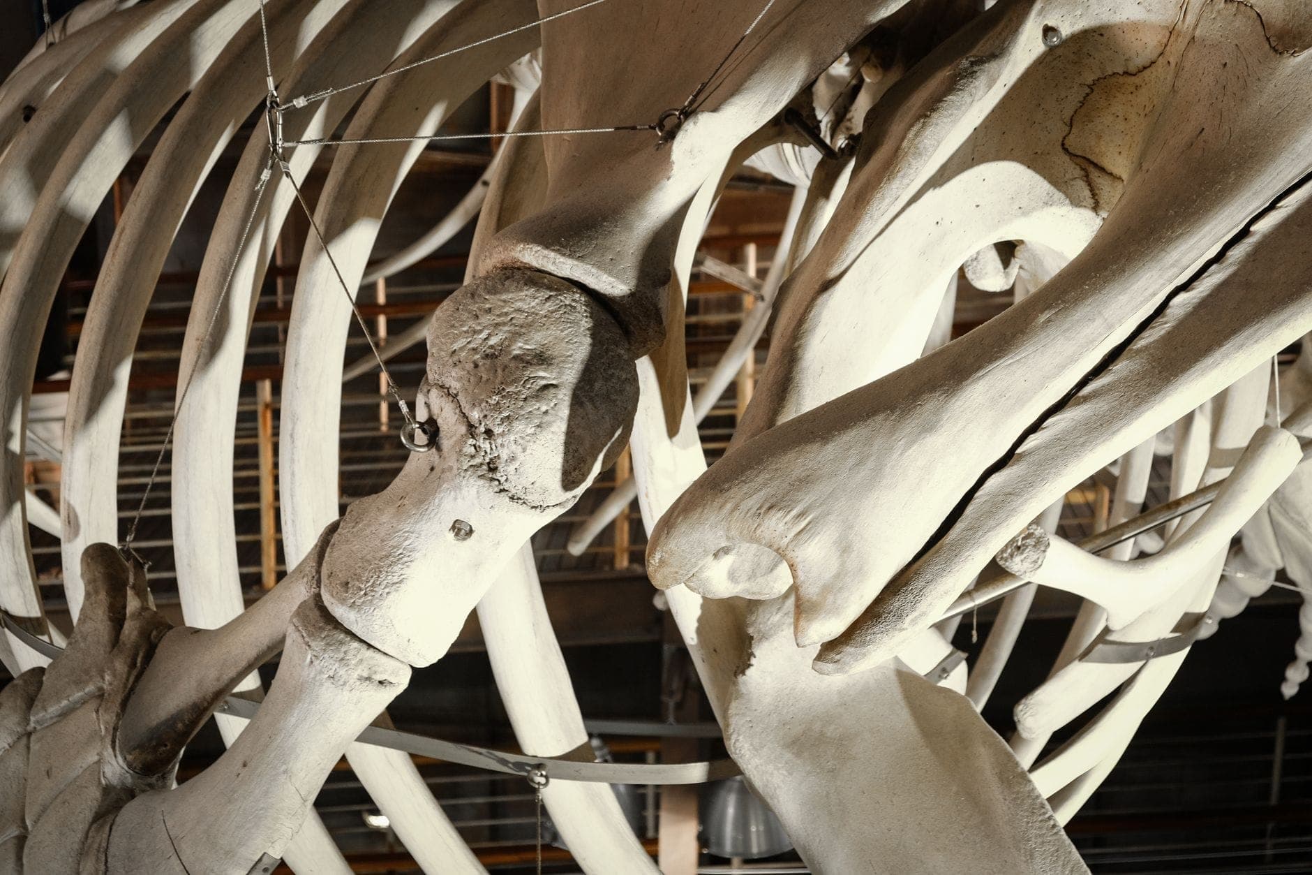 Vue rapprochée d'un grand squelette de baleine exposé dans un musée des sciences ou d'histoire naturelle avec les os et les côtes visibles.