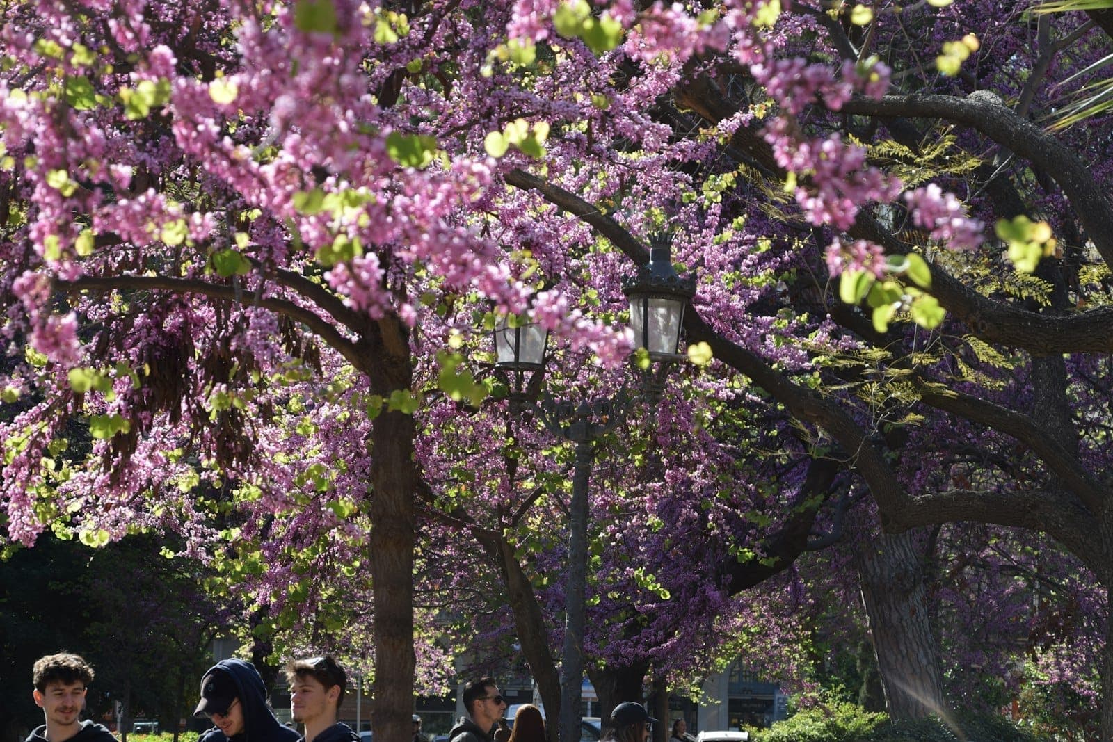 People walking under blooming purple trees in a Barcelona park on a sunny spring day