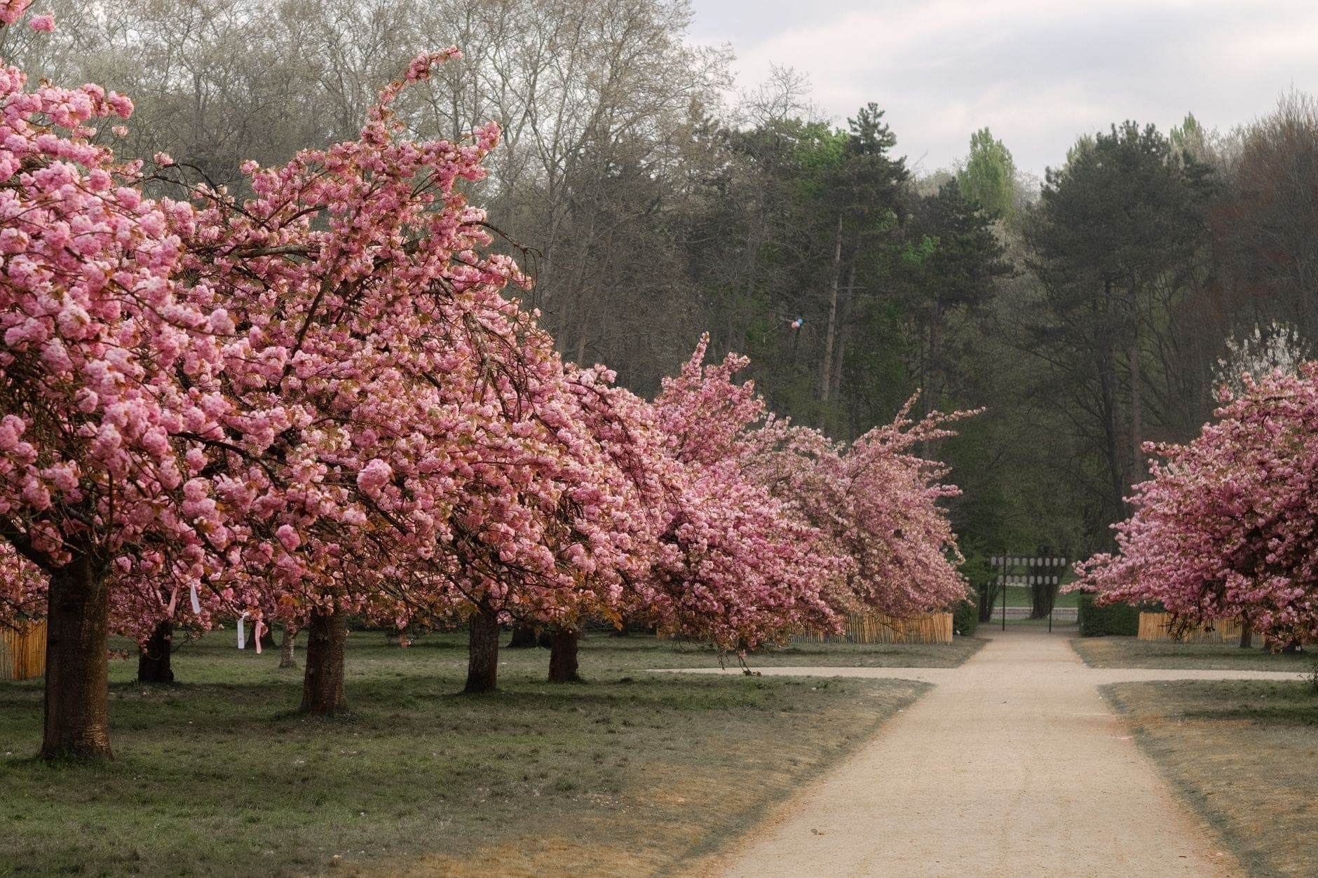 Un amplio sendero del parque flanqueado por cerezos en plena floración, con un fondo de árboles verdes y grises, evocando la primavera en Berlín.