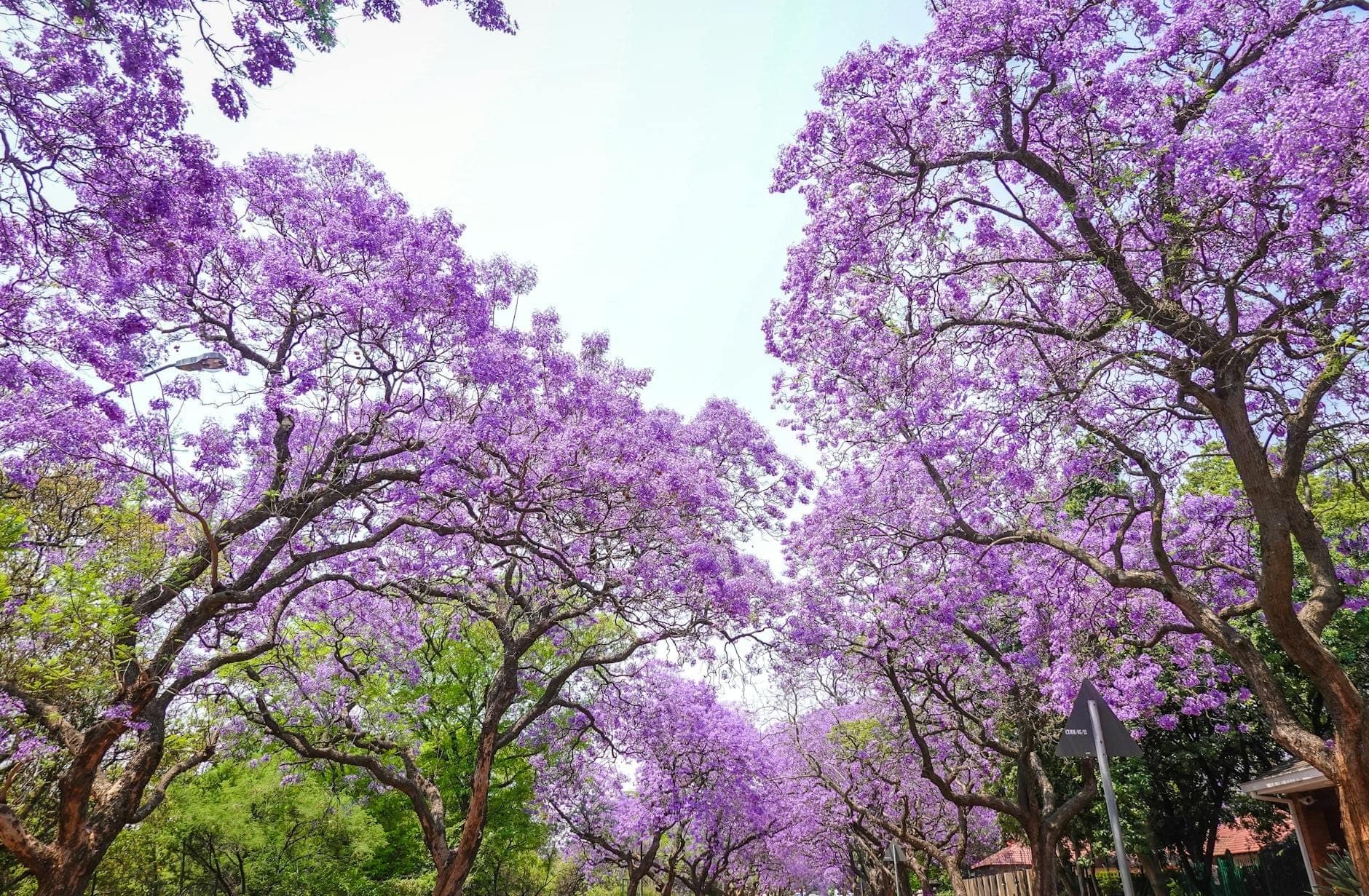Rua ladeada de jacarandás em flor sob um céu primaveril luminoso, sugerindo Lisboa na primavera.
