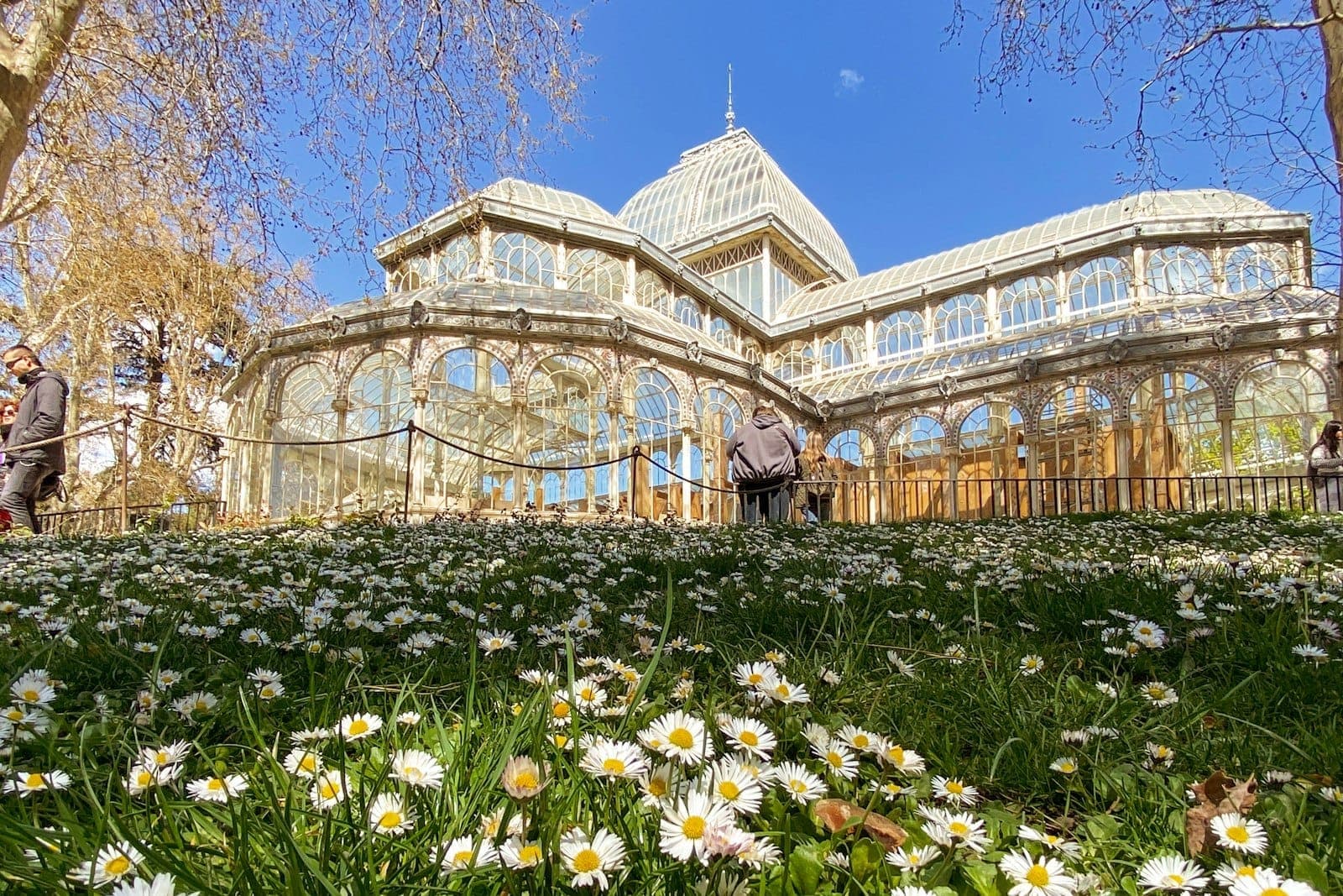 Madrid'deki Palacio de Cristal'ın açık mavi bir gökyüzü altında ön planda yeşil çim ve çiçek açmış papatyalarla bahar görünümü.