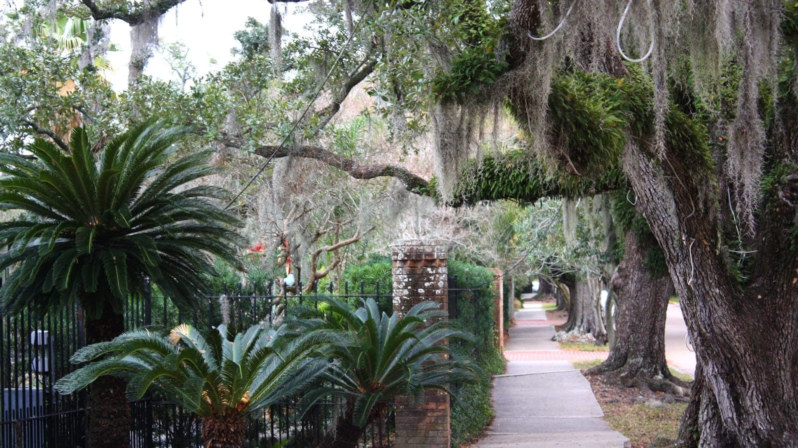 Pemandangan trotoar di New Orleans yang teduh di bawah pohon ek besar yang diselimuti lumut Spanyol, dengan pepohonan rimbun dan tiang-tiang bata.