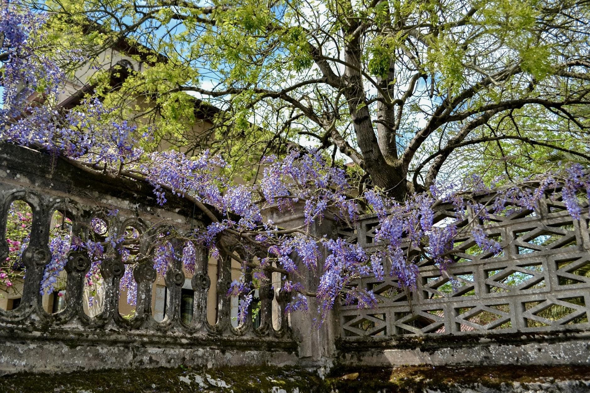 Wisteria bermekaran di sepanjang pagar dan dinding batu klasik dengan pepohonan dan langit yang indah, membangkitkan nuansa musim semi di Roma.