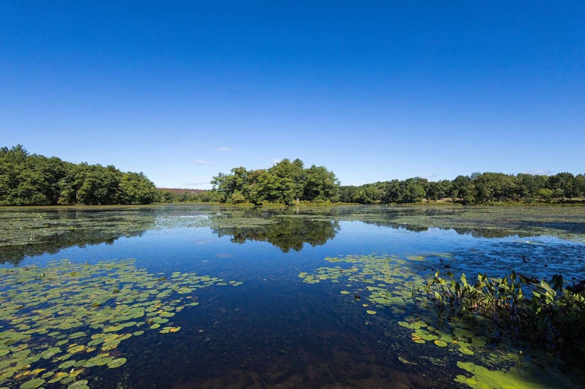 Un vaste étang d'eau douce calme avec des nénuphars verts, des arbres luxuriants le long du rivage et un ciel bleu dégagé au-dessus.