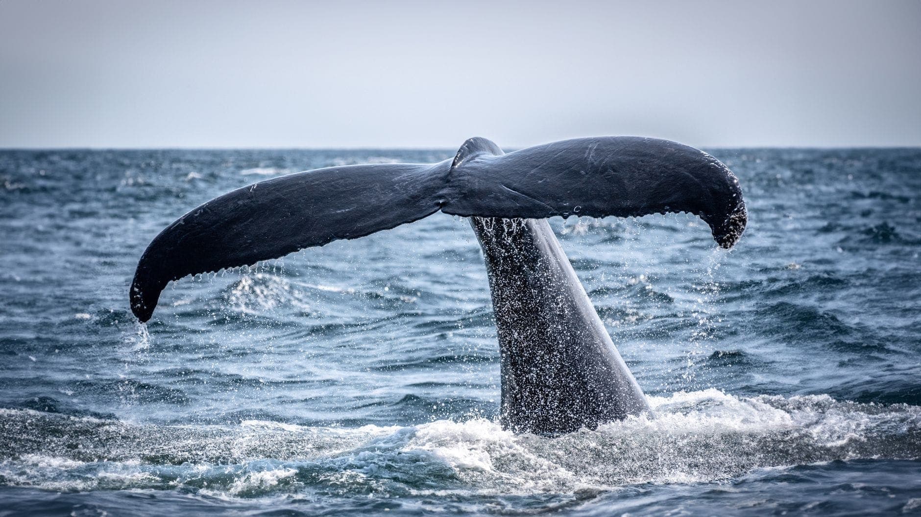 Gros plan sur la queue d'une baleine à bosse émergeant de l'Atlantique bleu, avec des éclaboussures d'eau, saisissant toute l'émotion d'une observation en mer.