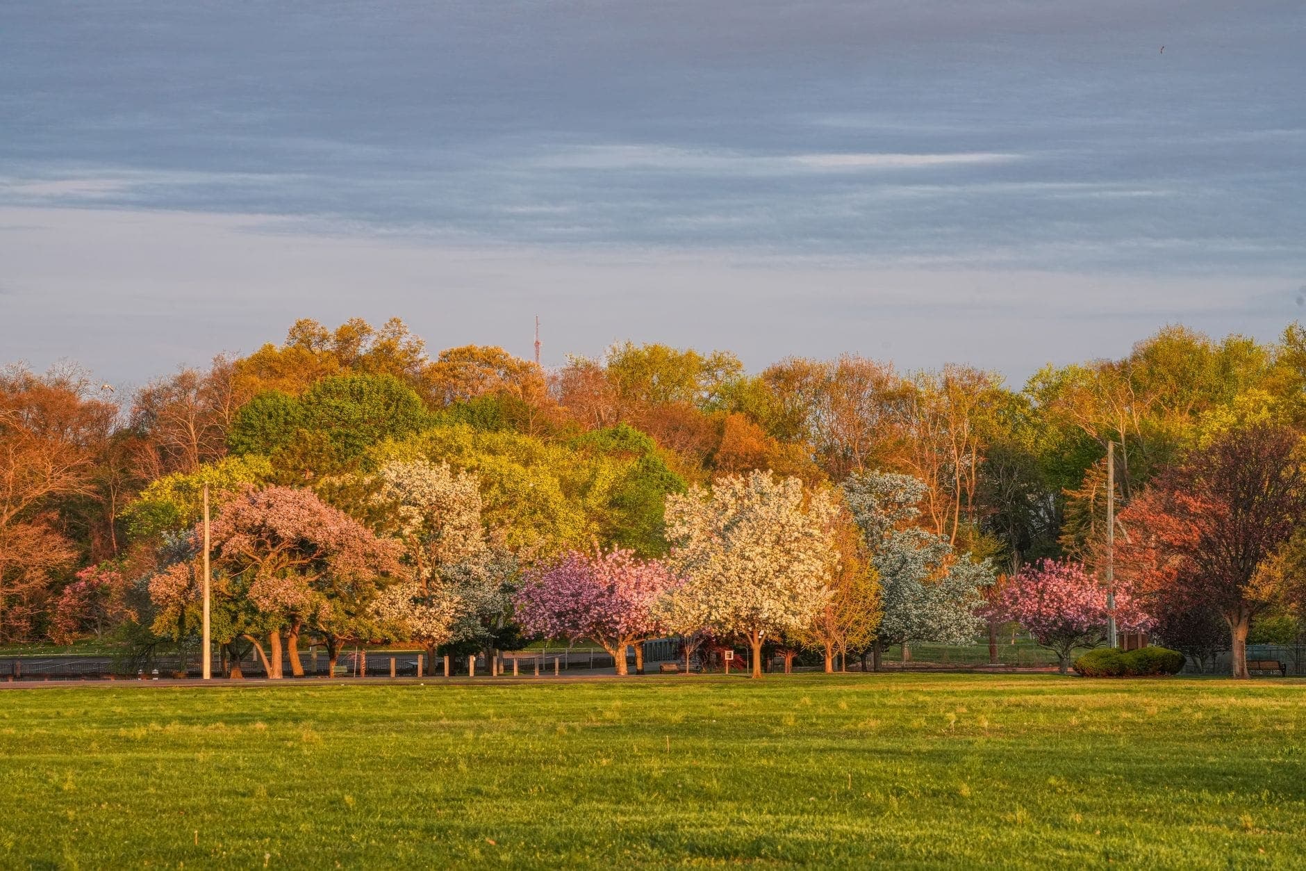 Vue large d'un parc avec de l'herbe verte et des arbres en fleurs printanières sous un ciel bleu, évoquant un espace vert urbain paisible.