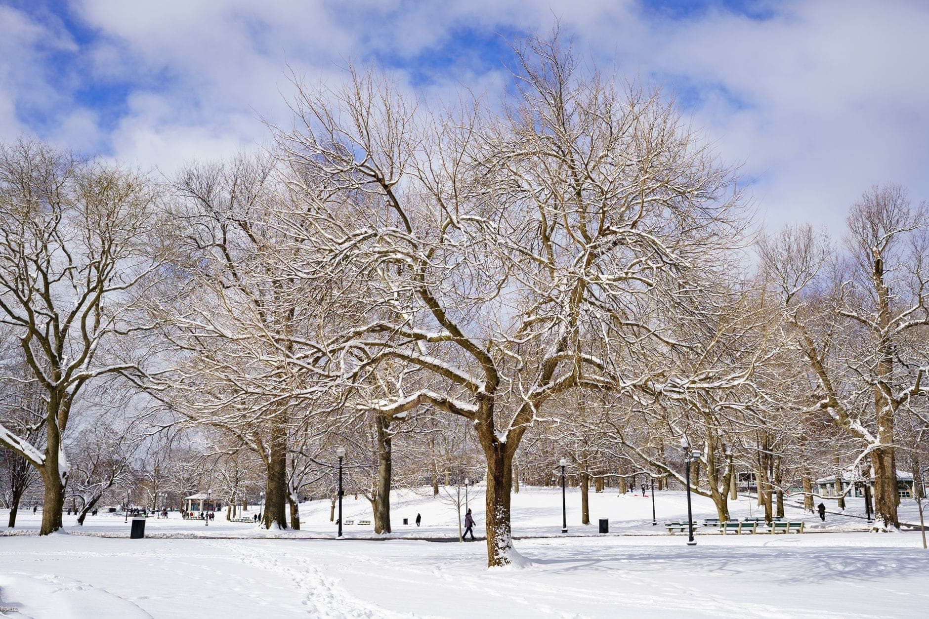 Parc urbain de Boston en hiver avec des arbres dénudés et de la neige recouvrant le sol, des promeneurs au loin et un ciel bleu dégagé.