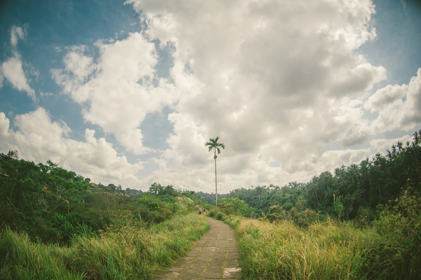 Scenic view of lush green hills and rice terraces along the Campuhan Ridge Walk trail in Ubud, Bali.
