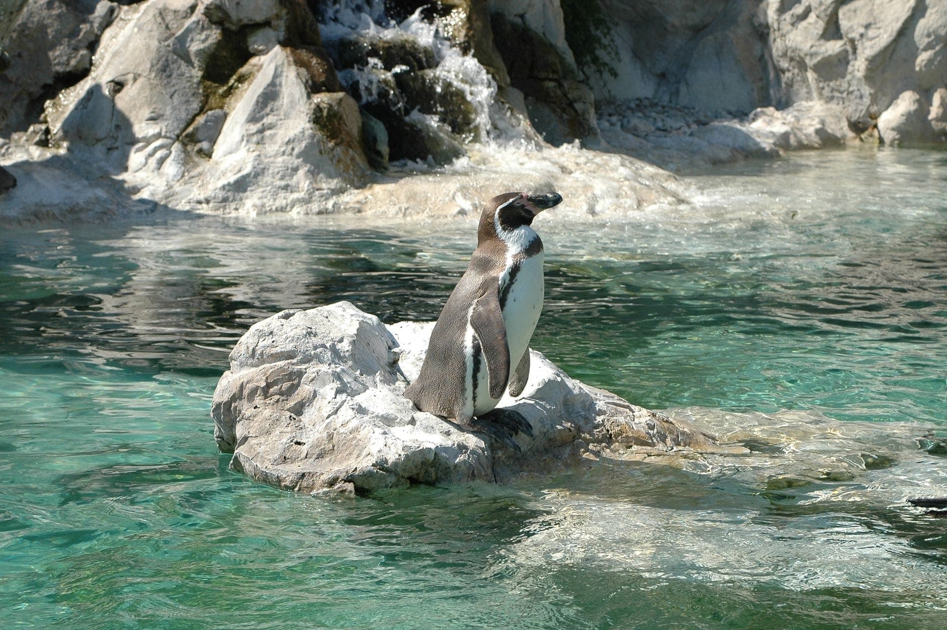 นกเพนกวินฮุมโบลดต์ยืนอยู่บนหินที่ได้รับแสงแดดข้างน้ำสีเทอร์ควอยส์ใสใน Central Park Zoo พร้อมฉากหลังเป็นหินและน้ำไหล