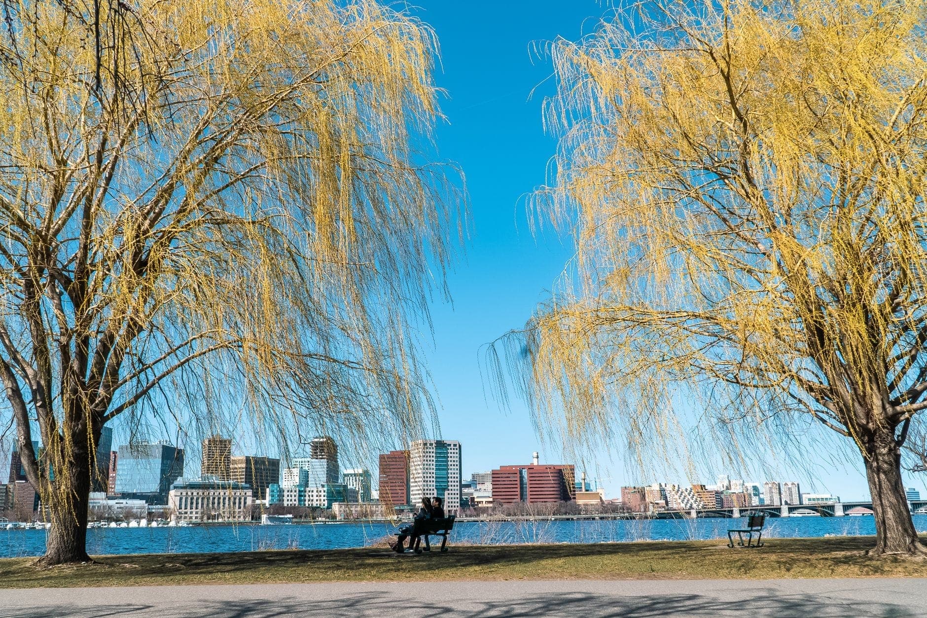 Deux grands saules encadrent des bancs et un chemin surplombant le Charles River, avec les toits de Boston en arrière-plan par une belle journée ensoleillée.