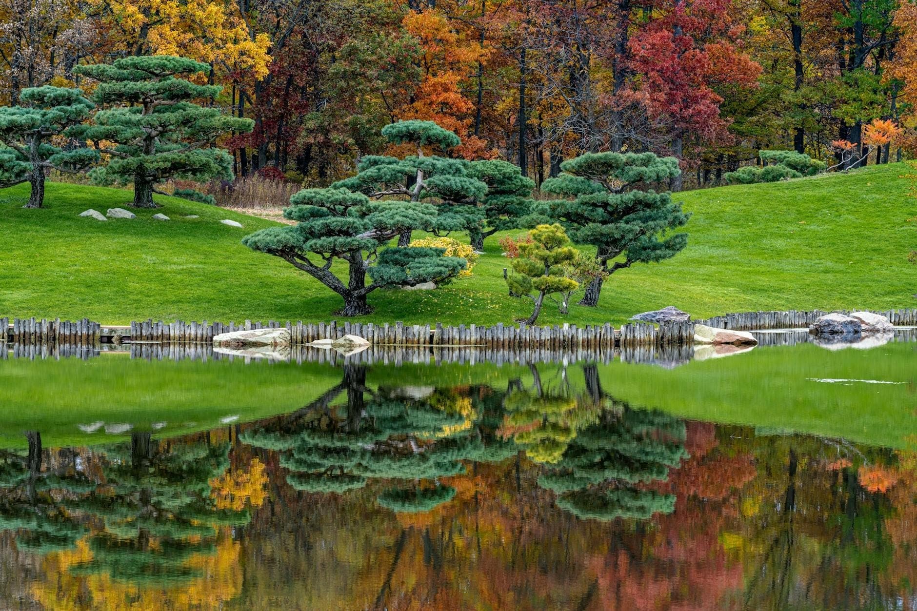 Hermoso paisaje de jardín de inspiración japonesa con pinos esculpidos, follaje otoñal y un estanque tranquilo que refleja la escena del Chicago Botanic Garden.