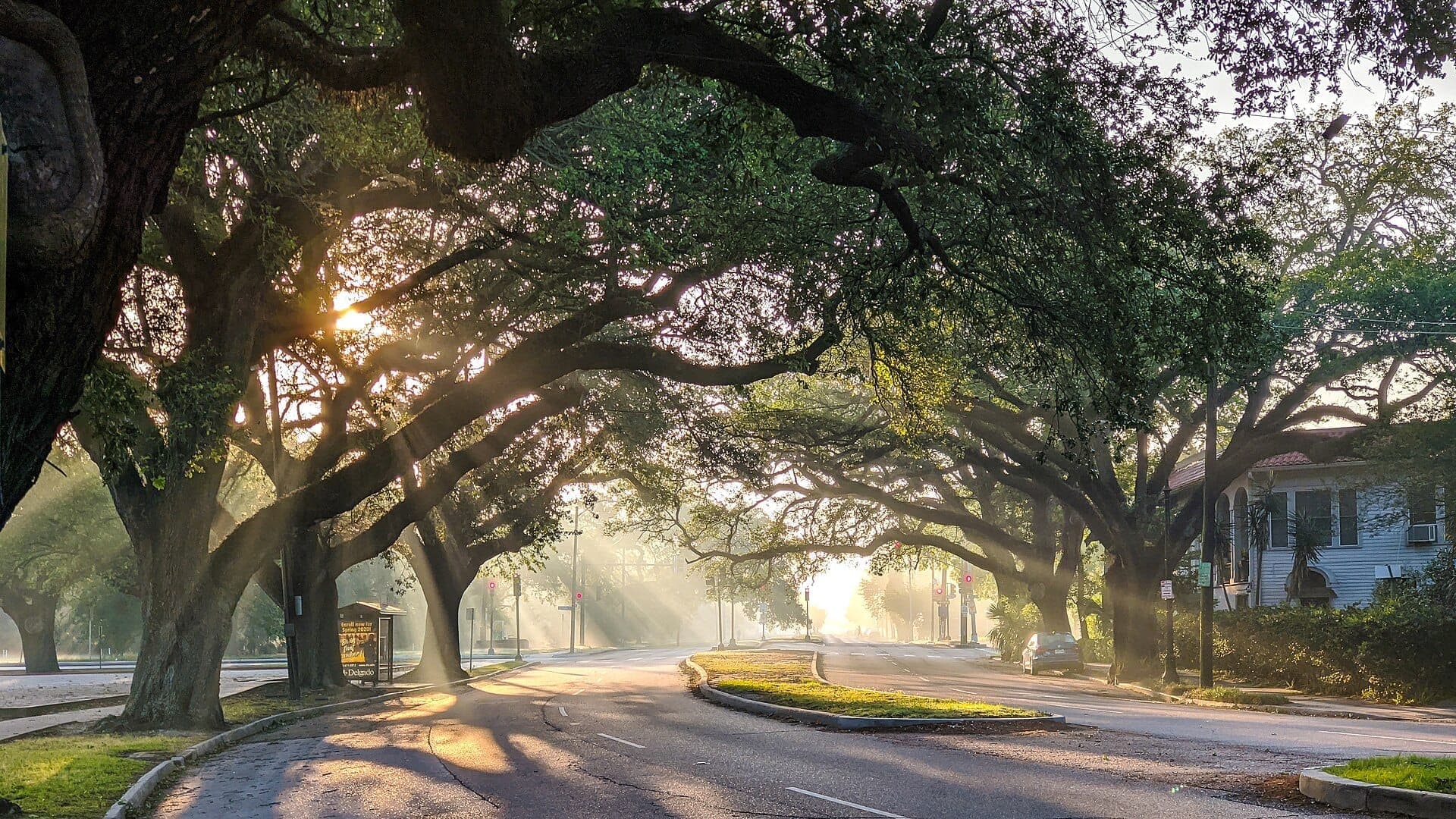 Ancient live oak trees line a quiet street at sunrise in City Park, New Orleans, with sunlight streaming through the branches.
