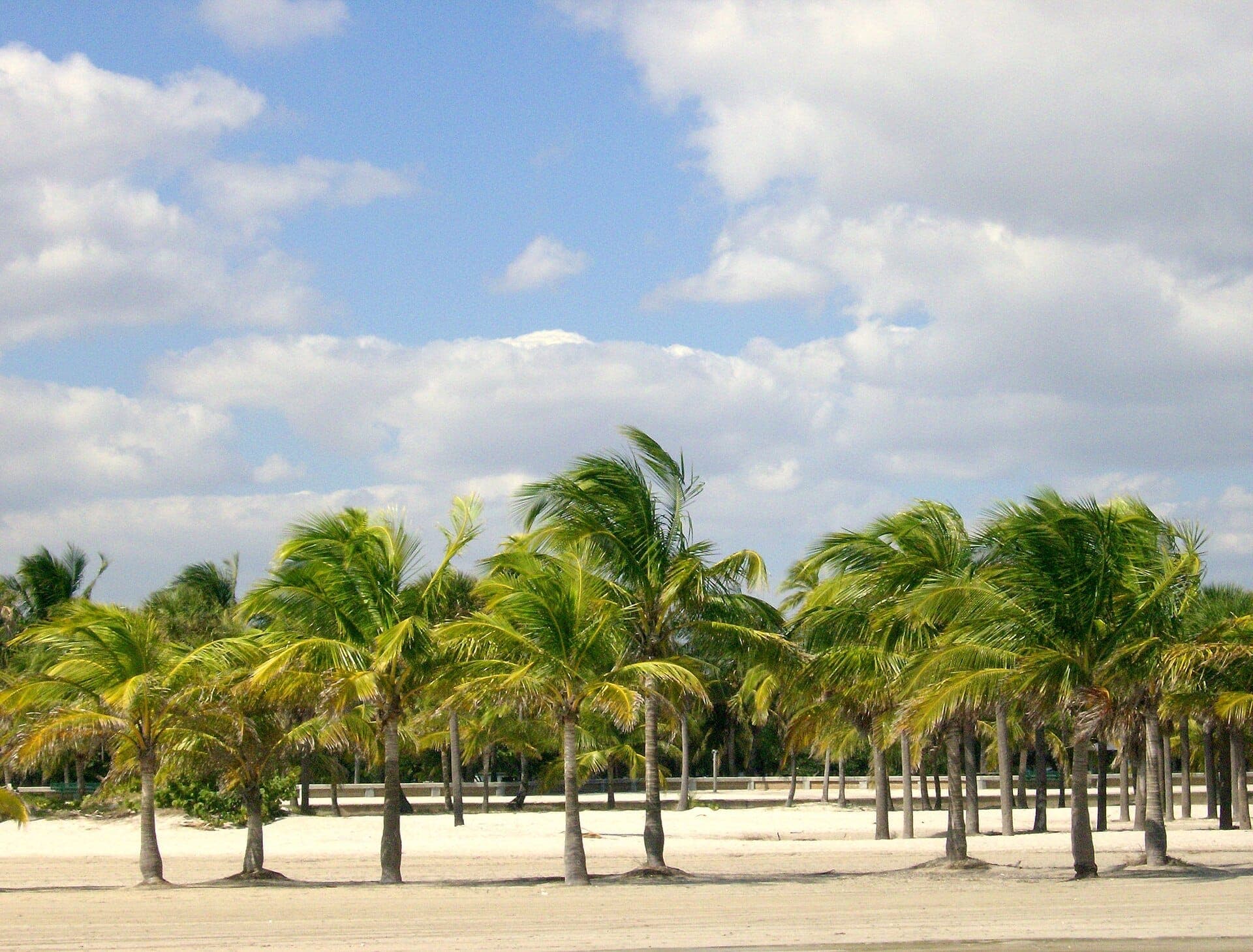 Rows of palm trees line the sandy shoreline at Crandon Park Beach under a bright blue sky with scattered clouds.