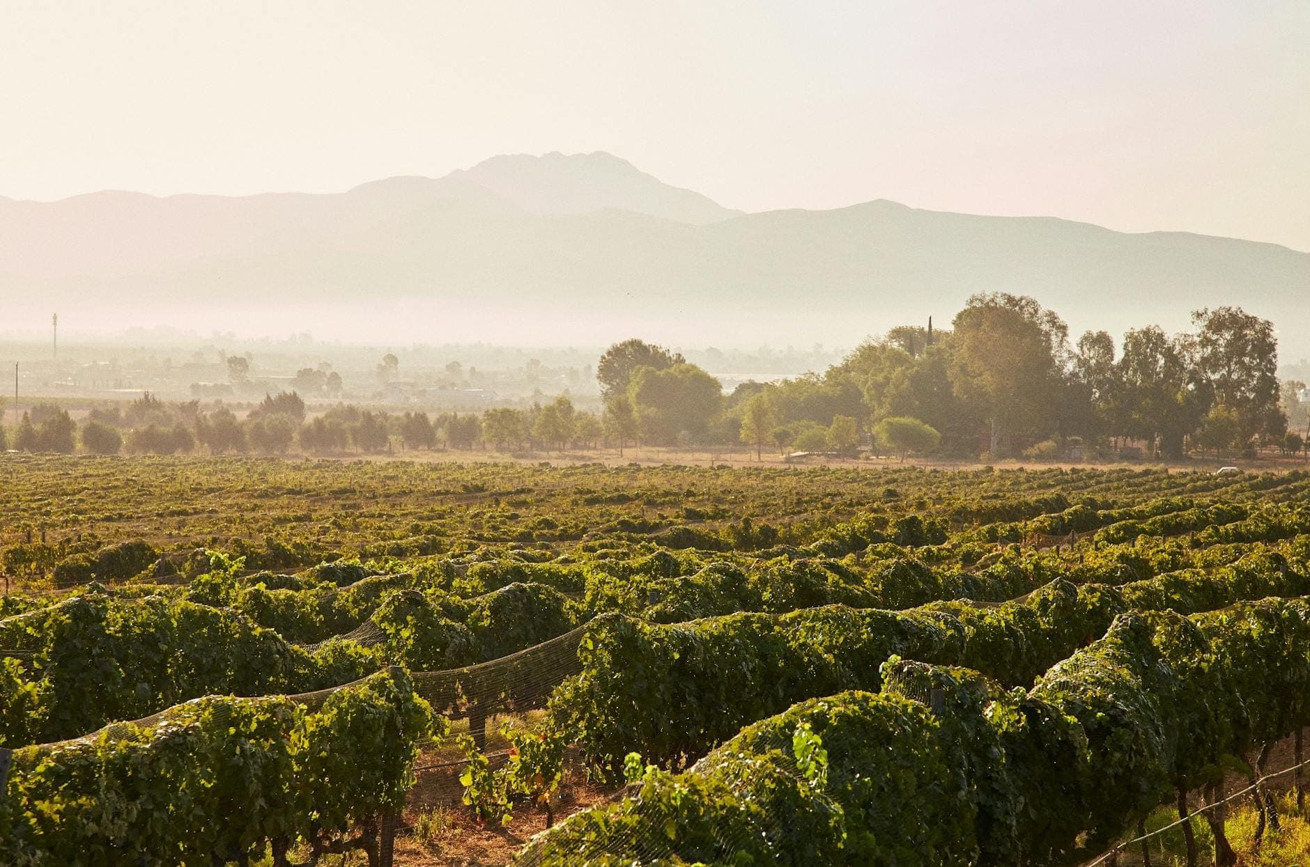 Weite Weinbergslandschaft in sanftem goldenem Licht mit Bergen im Hintergrund, die Reihen von Weinreben zeigt, wie sie für Weinregionen typisch sind.