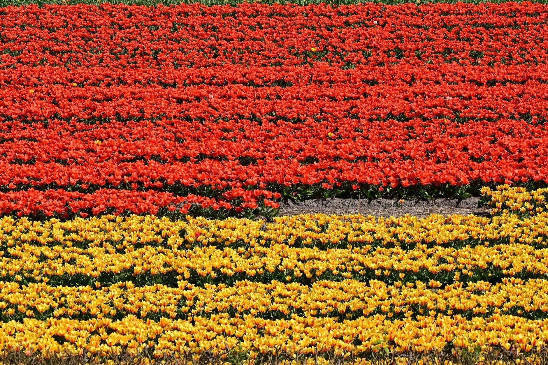 Reihen lebhafter roter und gelber Tulpenfelder, die sich im Frühling horizontal über die niederländische Landschaft erstrecken.