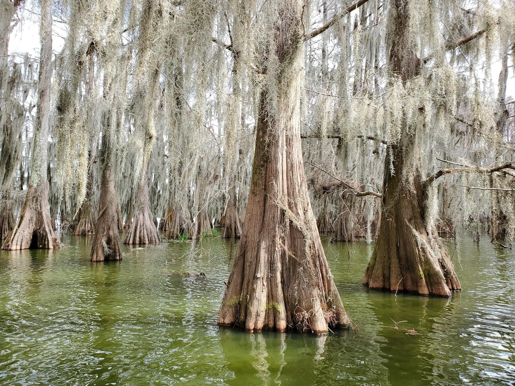 Eine üppige Bayou-Szene mit Zypressenbäumen, die mit Spanish Moss bedeckt sind und aus dem grünlichen Sumpfwasser im natürlichen Tageslicht aufragen.