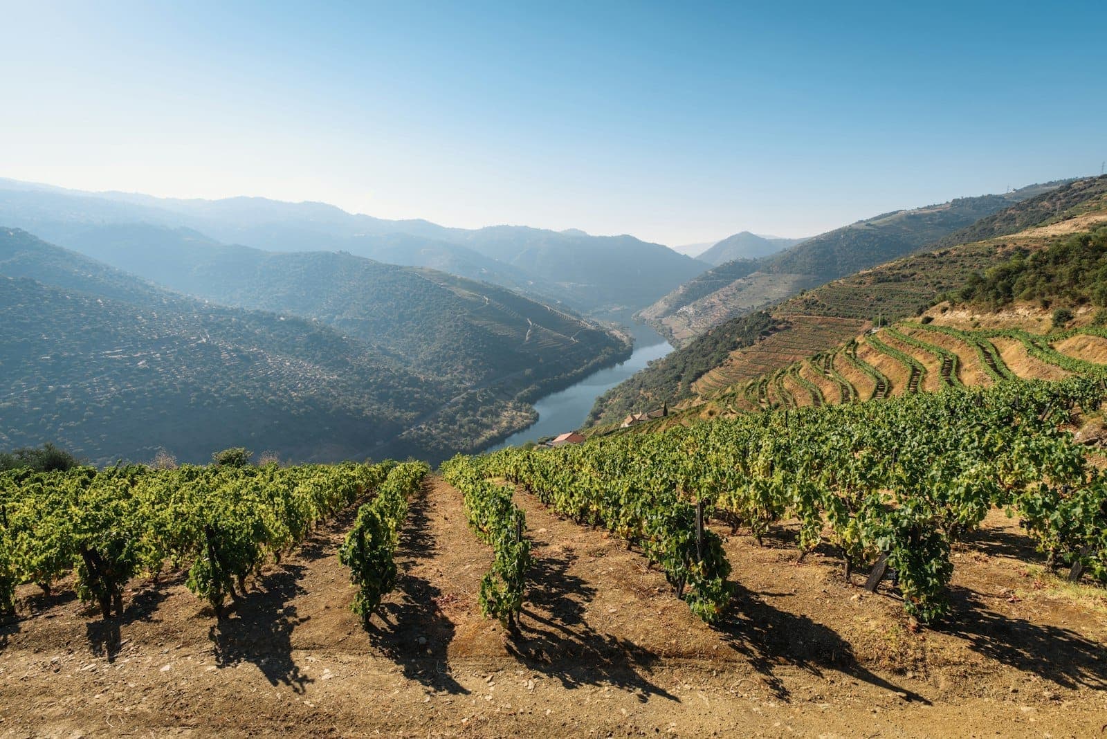 Portekiz'de açık mavi bir gökyüzü altında kıvrılan Douro Nehri'ne bakan teraslı bağlardaki asma sıraları.