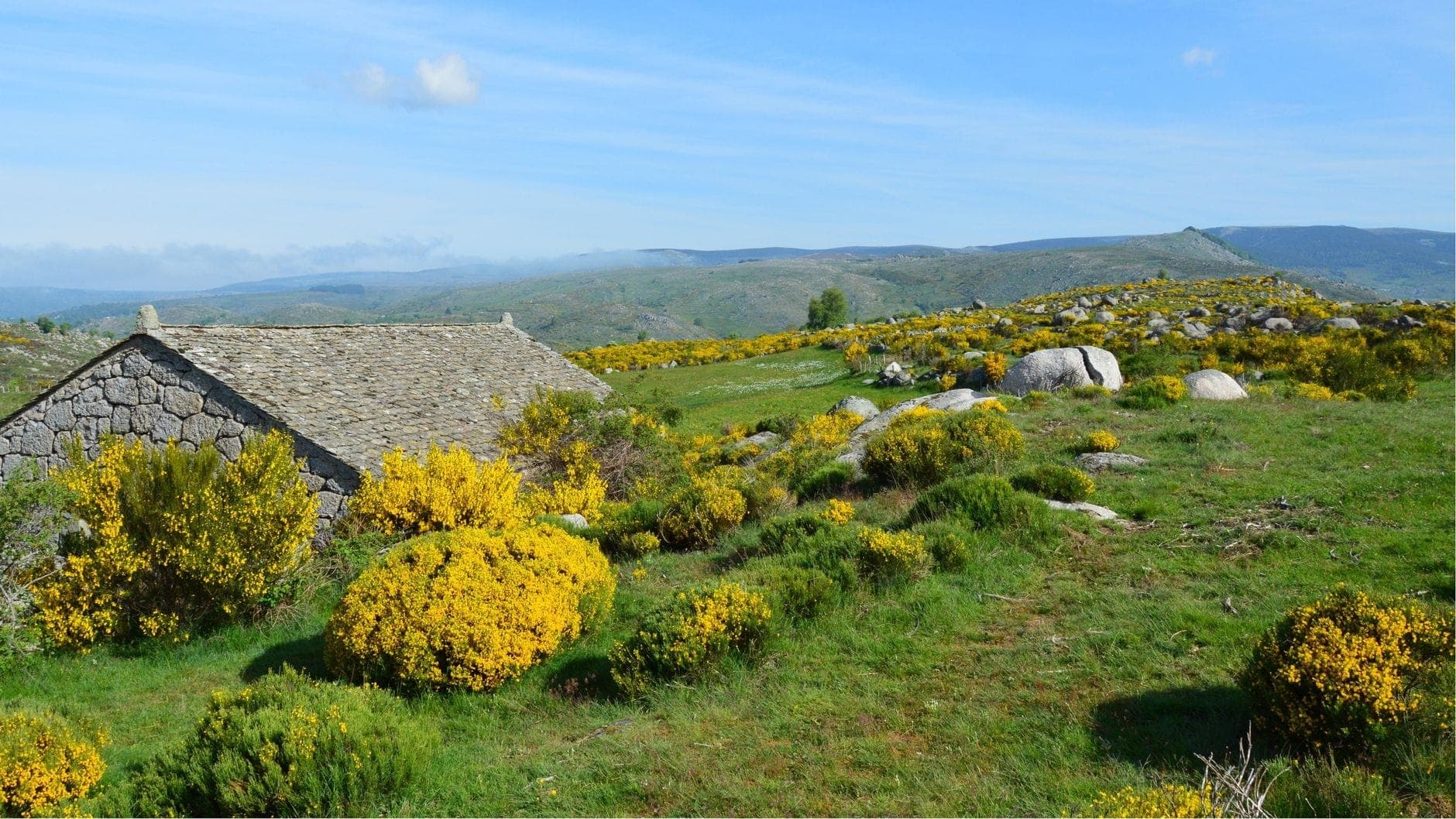 Peneda-Gerês Milli Parkı'nda mavi gökyüzü altında sarı yabani çiçekler, kayalık arazi ve geleneksel taş bir kulübe ile yeşil tepelerin geniş görünümü.