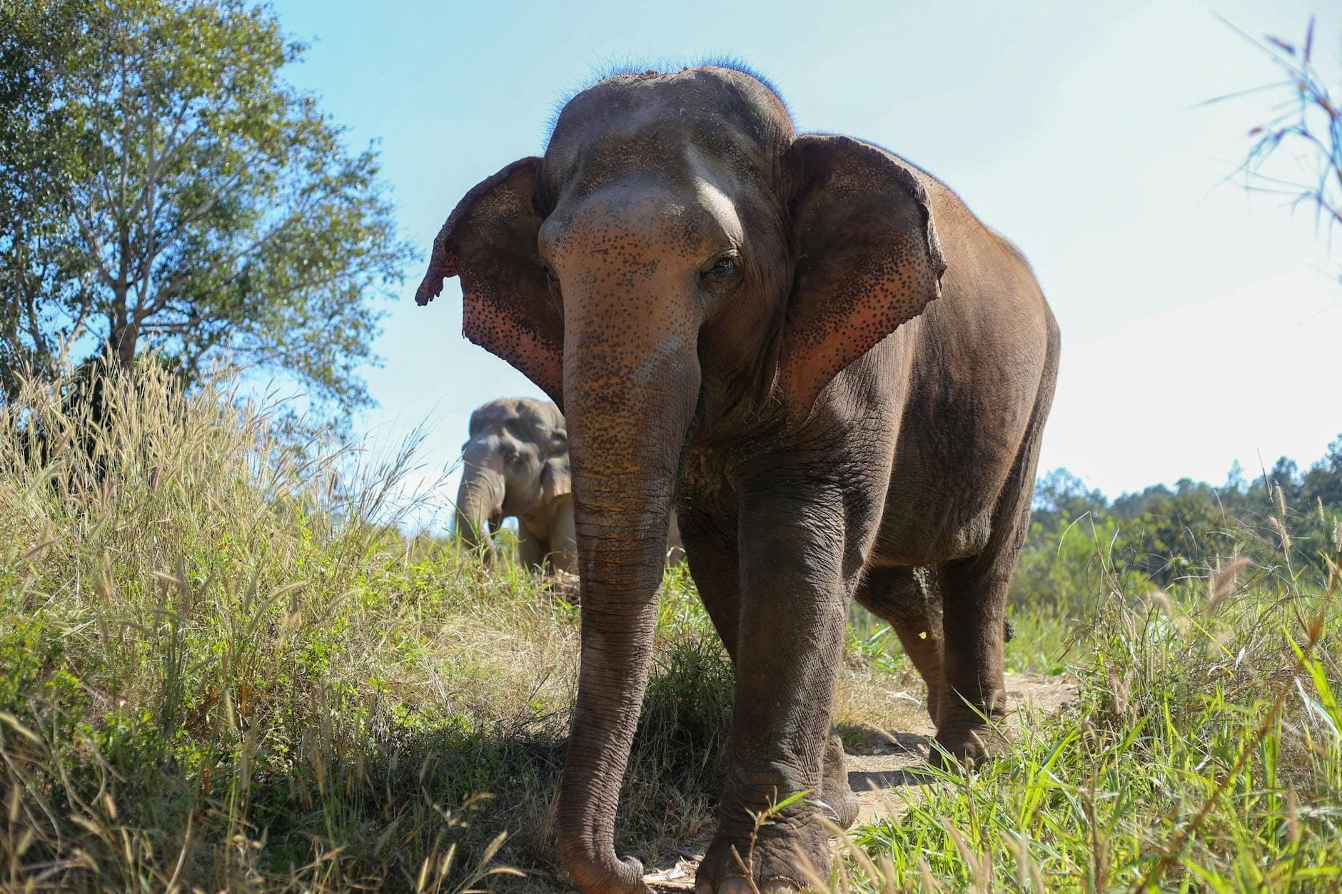 A gentle elephant walks along a sunlit forest path surrounded by greenery, capturing the experience of observing rescued elephants in nature.