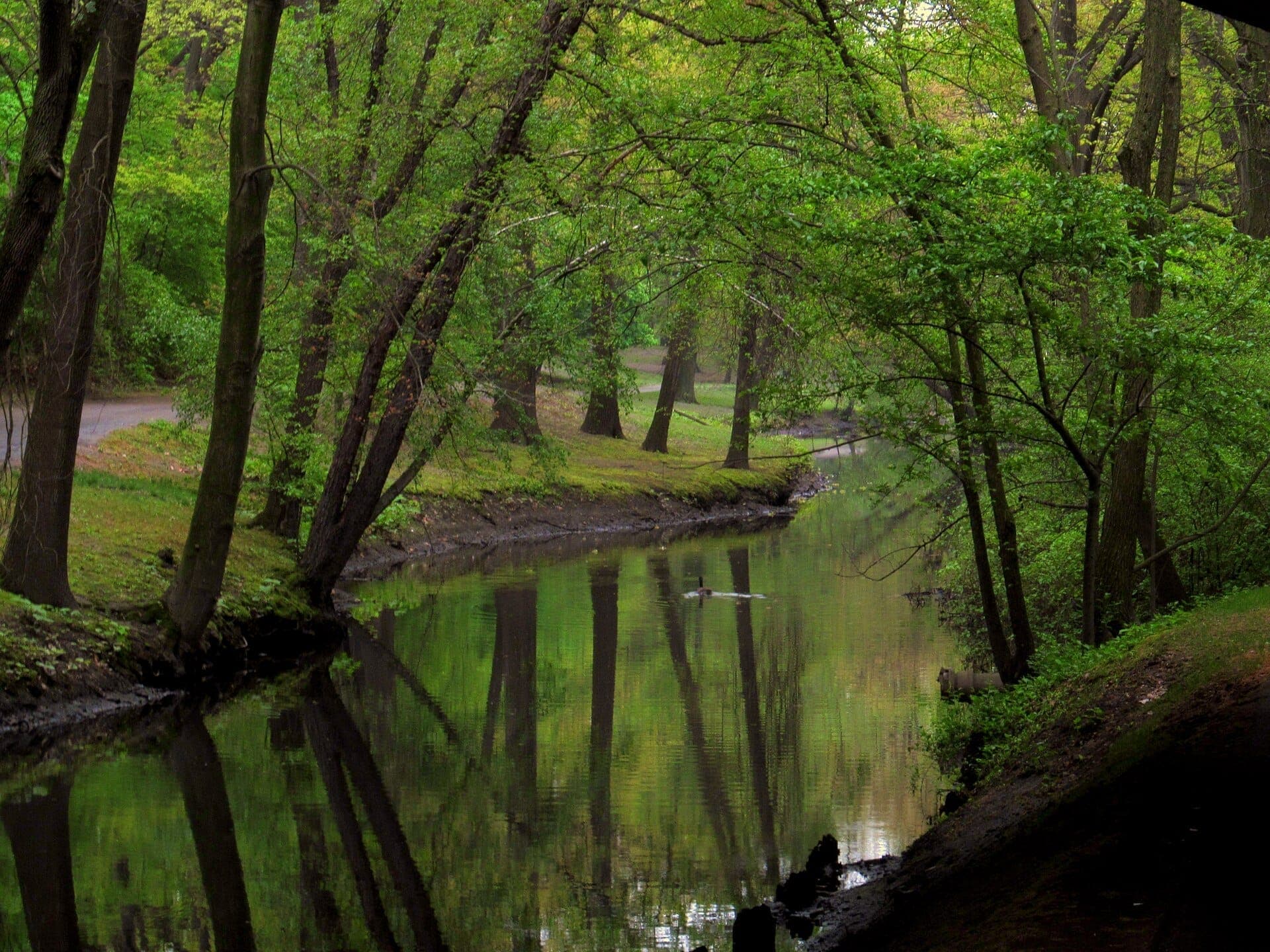 Une allée verdoyante bordée d'arbres et un cours d'eau tranquille dans le système de parcs Emerald Necklace de Boston, avec des reflets de feuillage vert à la surface.