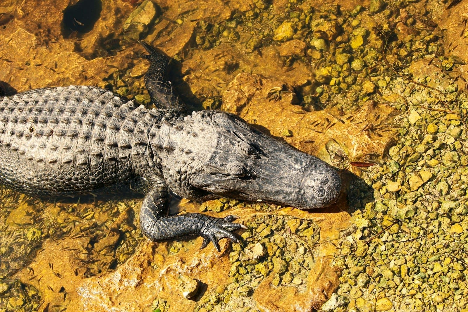 A large alligator resting in shallow water with a clear view of its body and rough textured skin in the Everglades sunlight.