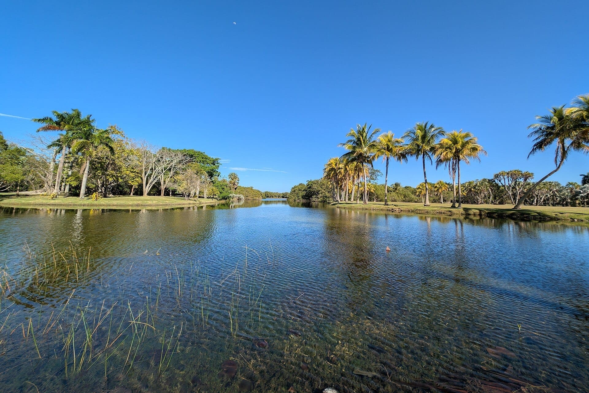 Tranquil lake surrounded by palm trees and lush greenery under a clear blue sky at Fairchild Tropical Botanic Garden in Miami.