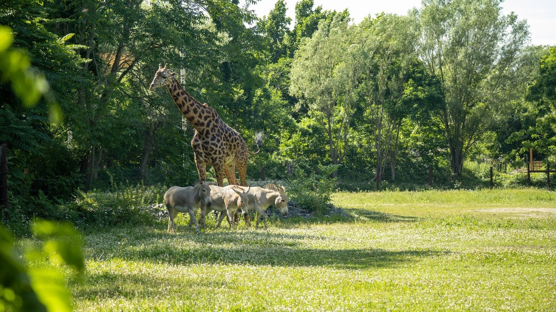 Une girafe et des zèbres réunis sur une prairie ensoleillée entourée d'arbres feuillus au Franklin Park Zoo de Boston.