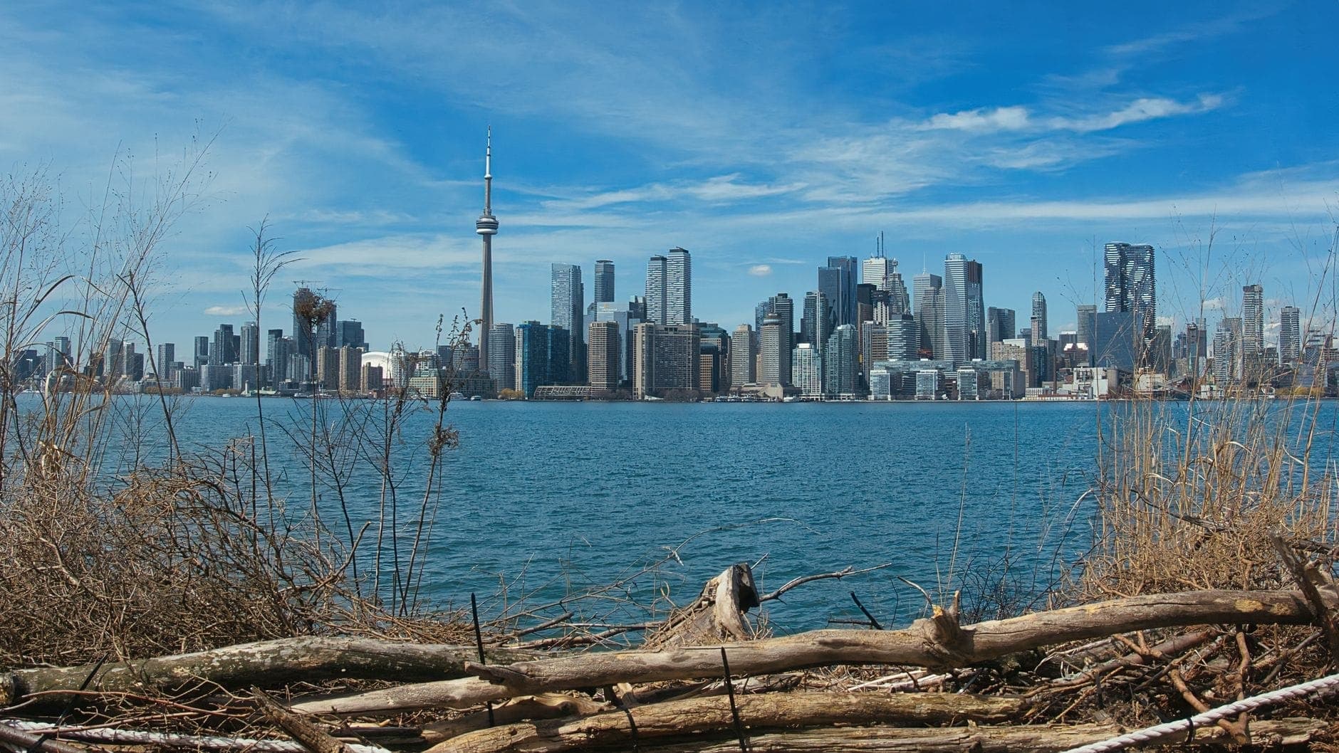 Vista panoramica dello skyline di Toronto dalle Isole di Toronto con la CN Tower, l'acqua blu del lago in primo piano, incorniciata da legni spiaggiati e erbe di duna sotto un cielo luminoso.