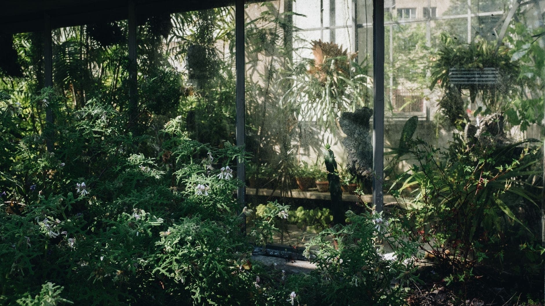 Üppiges Gewächshaus-Inneres voller tropischer und subtropischer Pflanzen, Sonnenlicht fällt durch Glasscheiben – der botanische Zauber des historischen Hortus Botanicus Amsterdam.