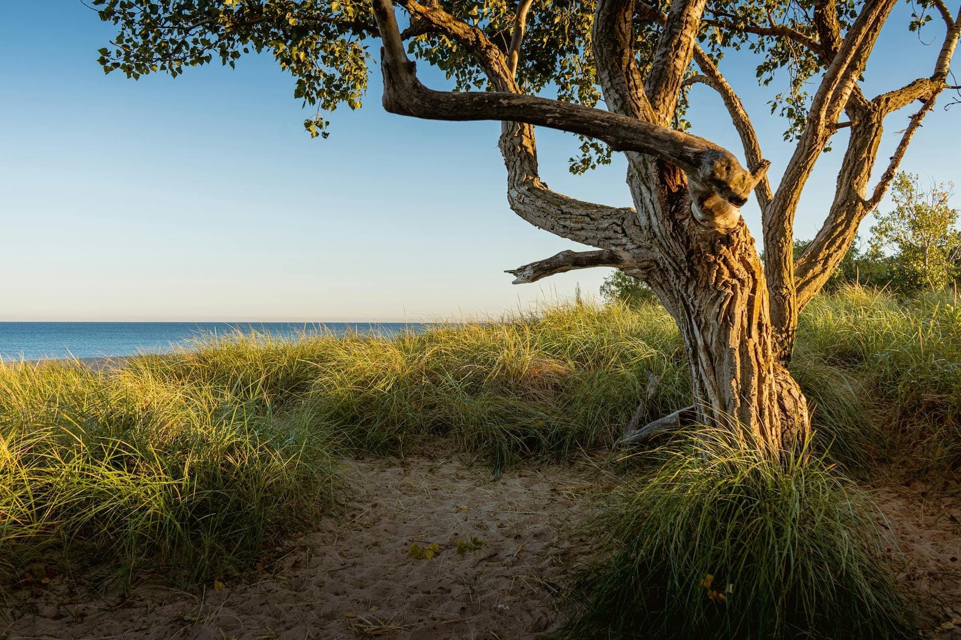 Un árbol solitario azotado por el viento se alza sobre doradas dunas de arena con hierbas altas, con las aguas azules del lago Míchigan al fondo bajo un cielo despejado.