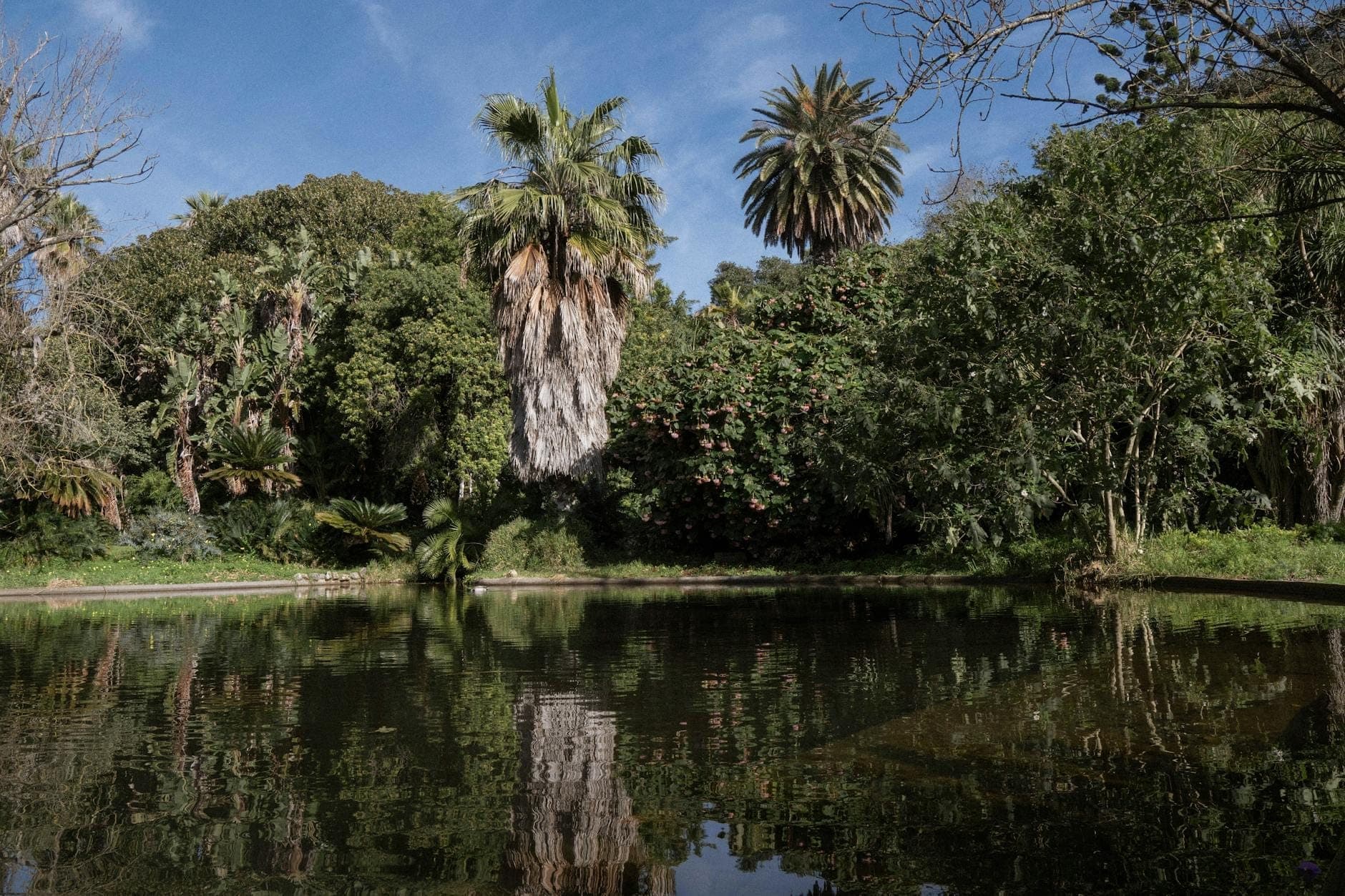 Árvores exuberantes e folhagem densa refletidas num lago tranquilo sob um céu azul, transmitindo a atmosfera serena e relaxante de um jardim.