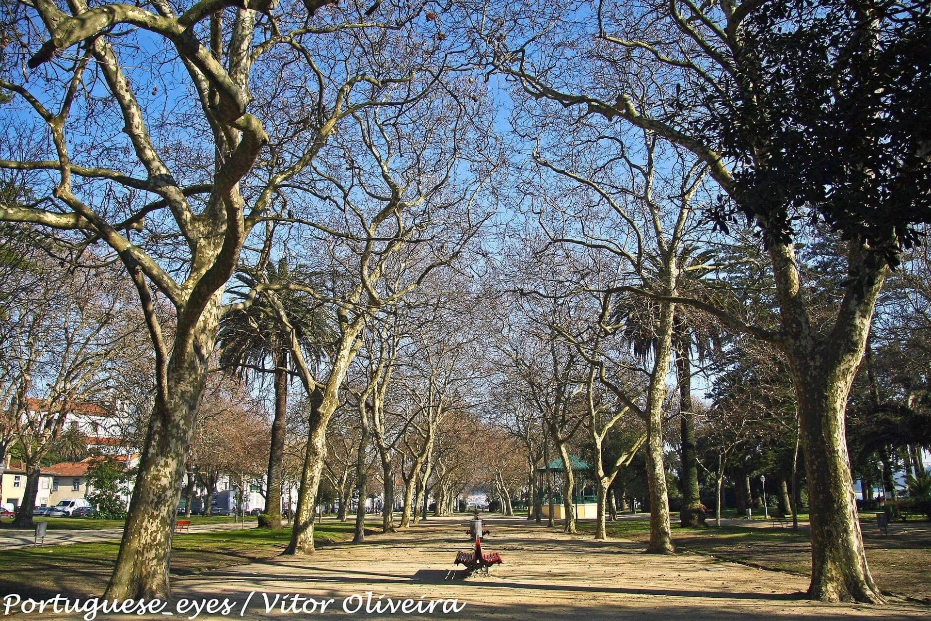 ถนนเรียงรายด้วยต้นไม้กิ่งโกร๋น ม้านั่ง และศาลาในสวน Jardim do Passeio Alegre เมืองปอร์โต ในวันที่แดดสดใส ท้องฟ้าแจ่มใส
