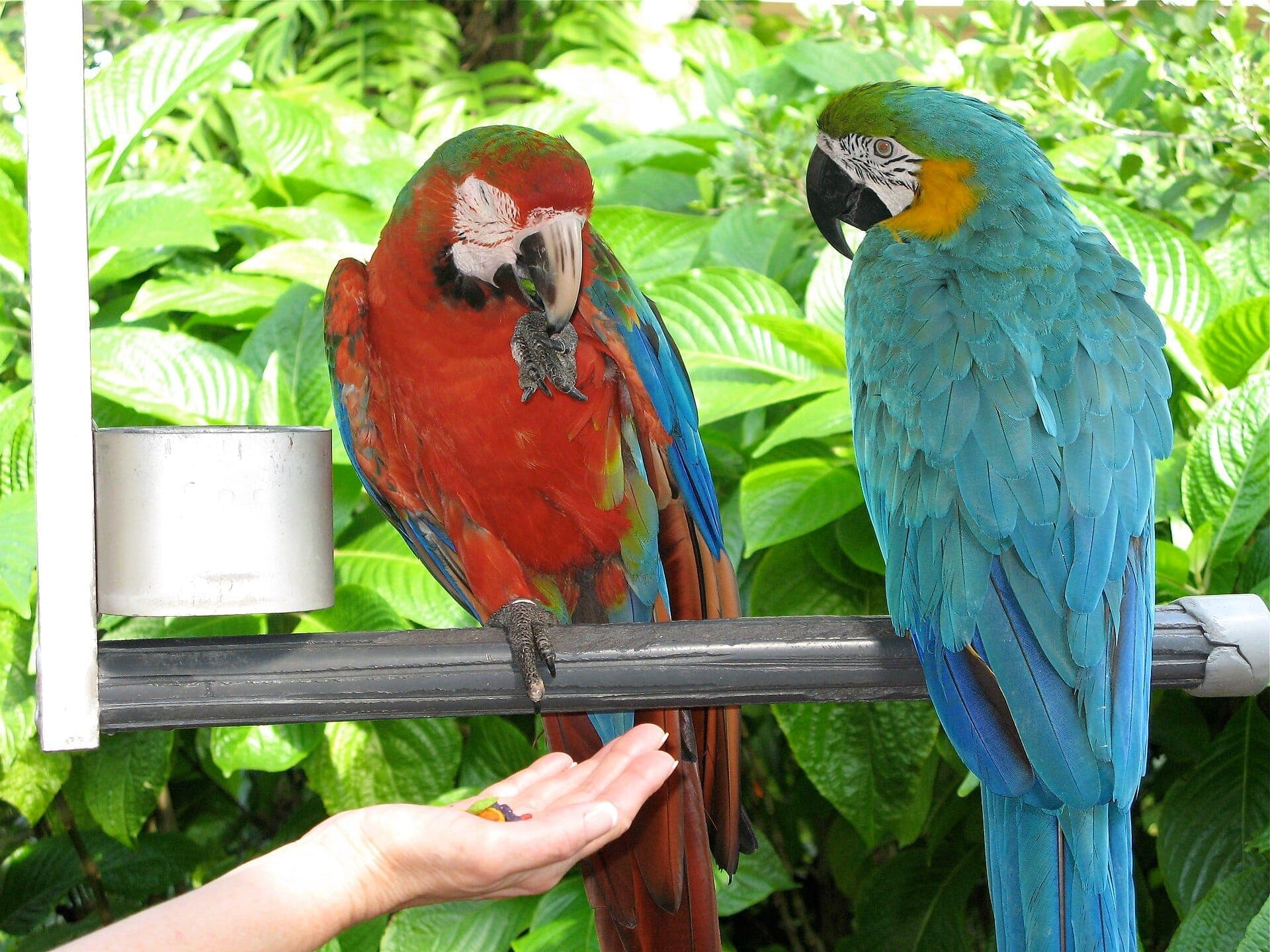 Two colorful parrots sit on a perch at Jungle Island Miami, surrounded by lush green tropical leaves in bright natural light.