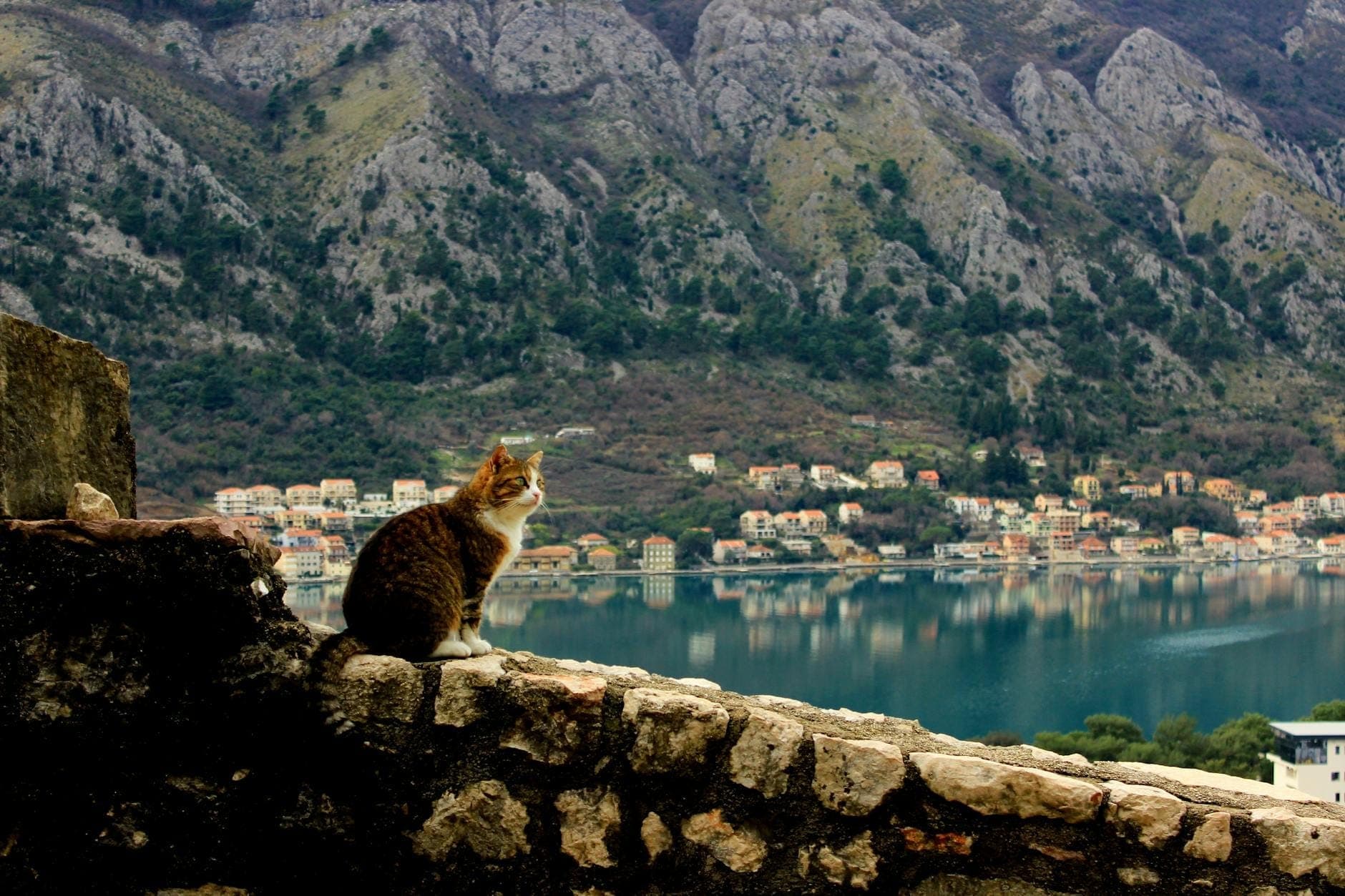 Un chat assis sur un vieux mur en pierre avec vue sur la Baie de Kotor, les montagnes et le paysage urbain visibles en arrière-plan.