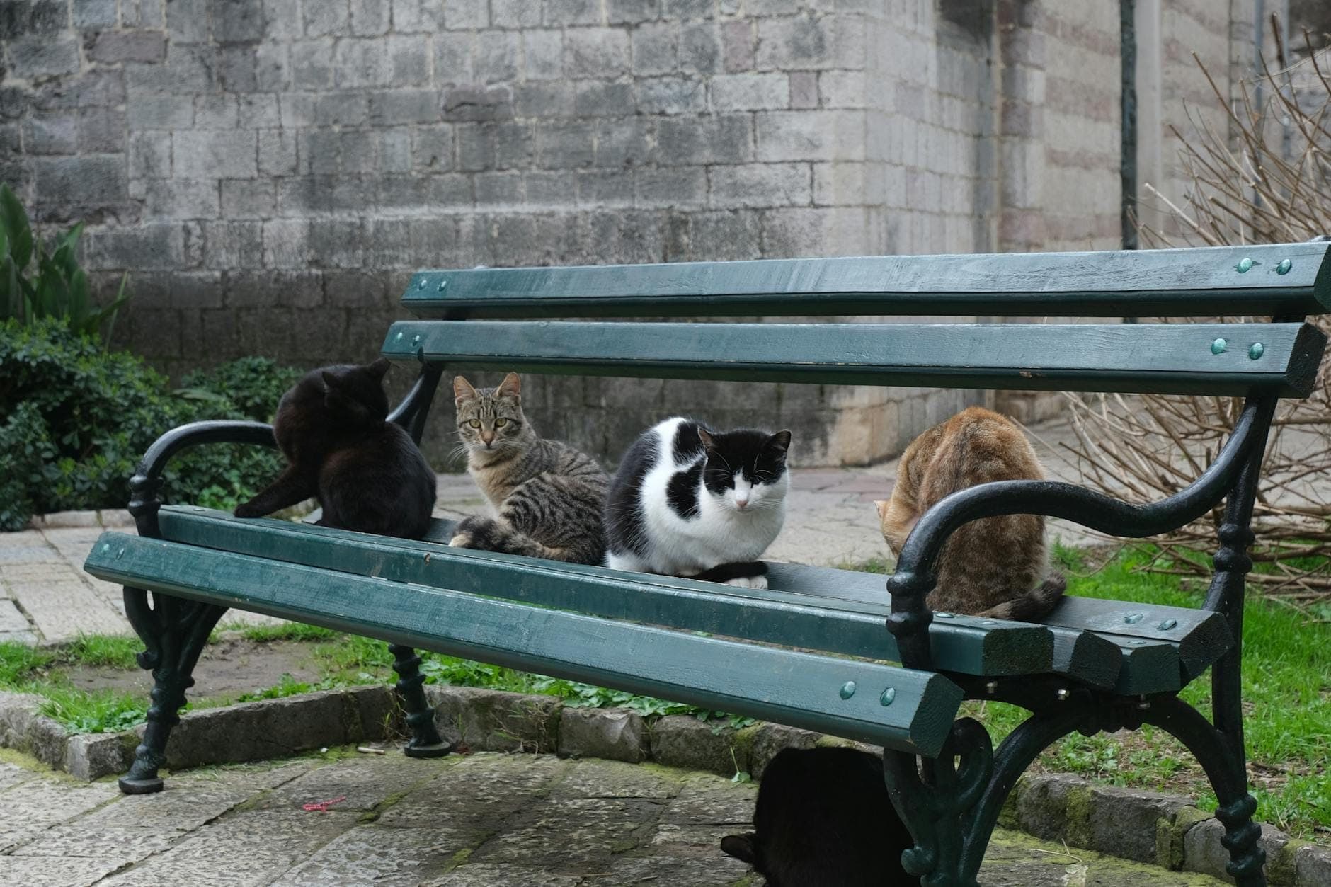Cinq chats assis sur un banc dans une cour ombragée dans la vieille ville de Kotor, bâtiment en pierre et verdure en arrière-plan.