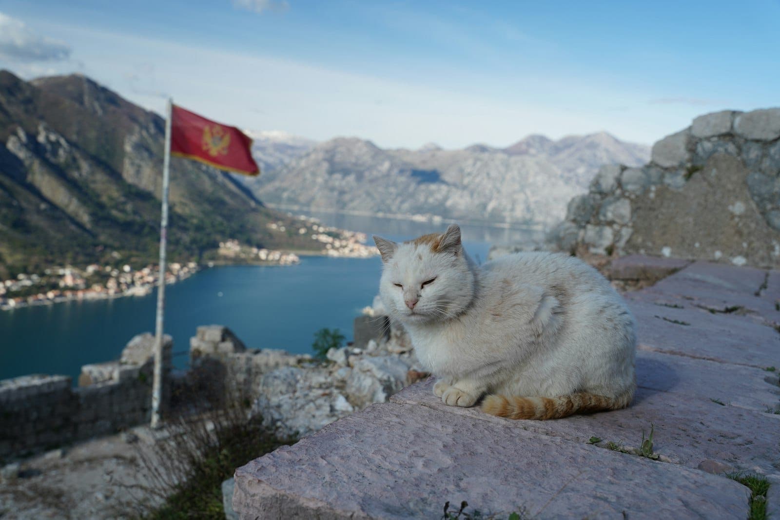 Un chat blanc posé sur un mur en pierre surplombant la baie de Kotor, avec un drapeau monténégrin et des montagnes en arrière-plan.