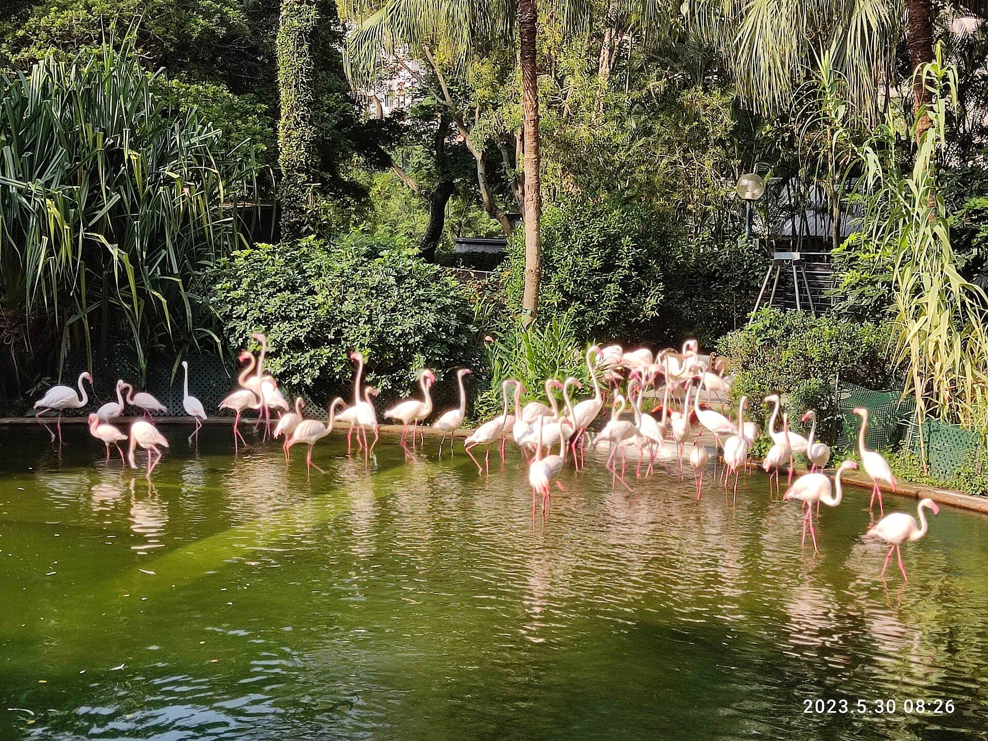 Kowloon Park's lush gardens and flamingo-filled Bird Lake create a peaceful urban oasis in Tsim Sha Tsui.