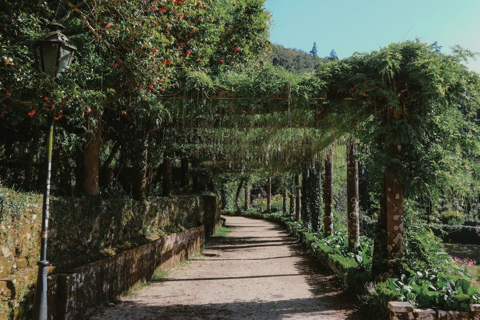Caminho sombreado em jardim com vegetação exuberante e trepadeiras floridas acima, criando um ambiente romântico e tranquilo para um passeio a dois.