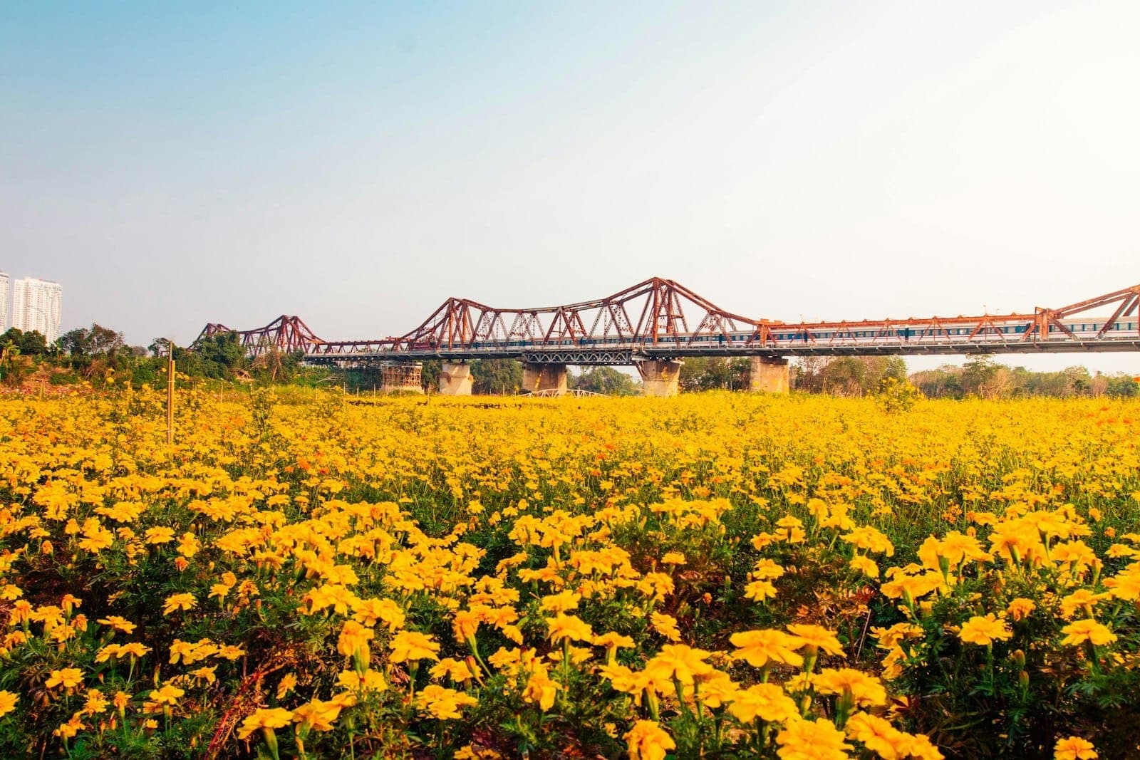 Most Long Bien rozciąga się nad Czerwoną Rzeką, po której przejeżdża pociąg, ujęty w kadrze z żywym żółtym polem kwiatów pod błękitnym niebem.