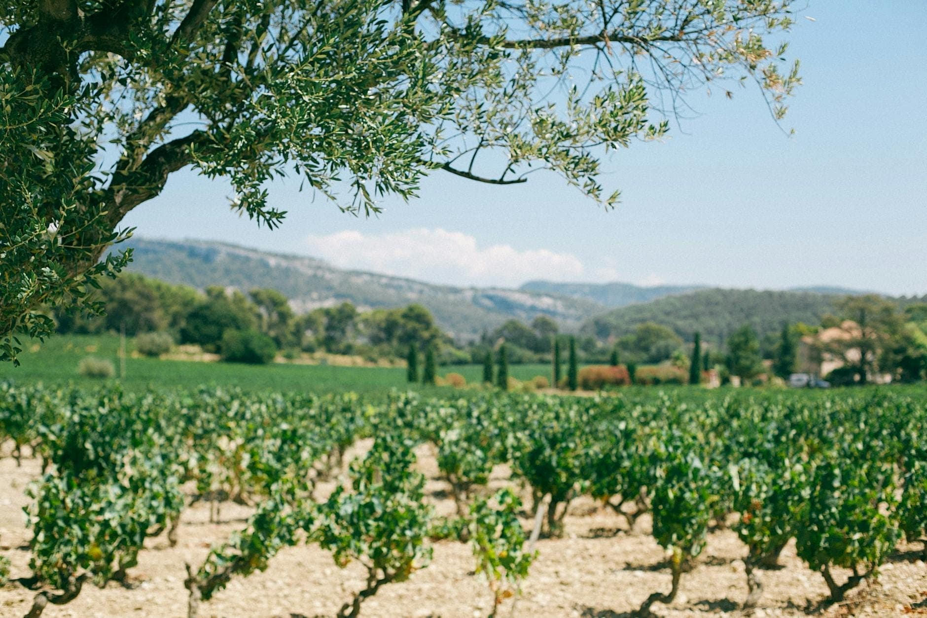 Viñedo en Mallorca con hileras de vides, paisaje mediterráneo, árbol en primer plano y montañas lejanas bajo un cielo azul despejado.